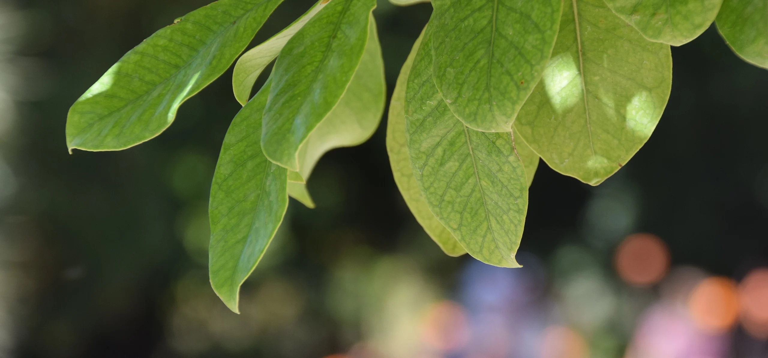 Guava