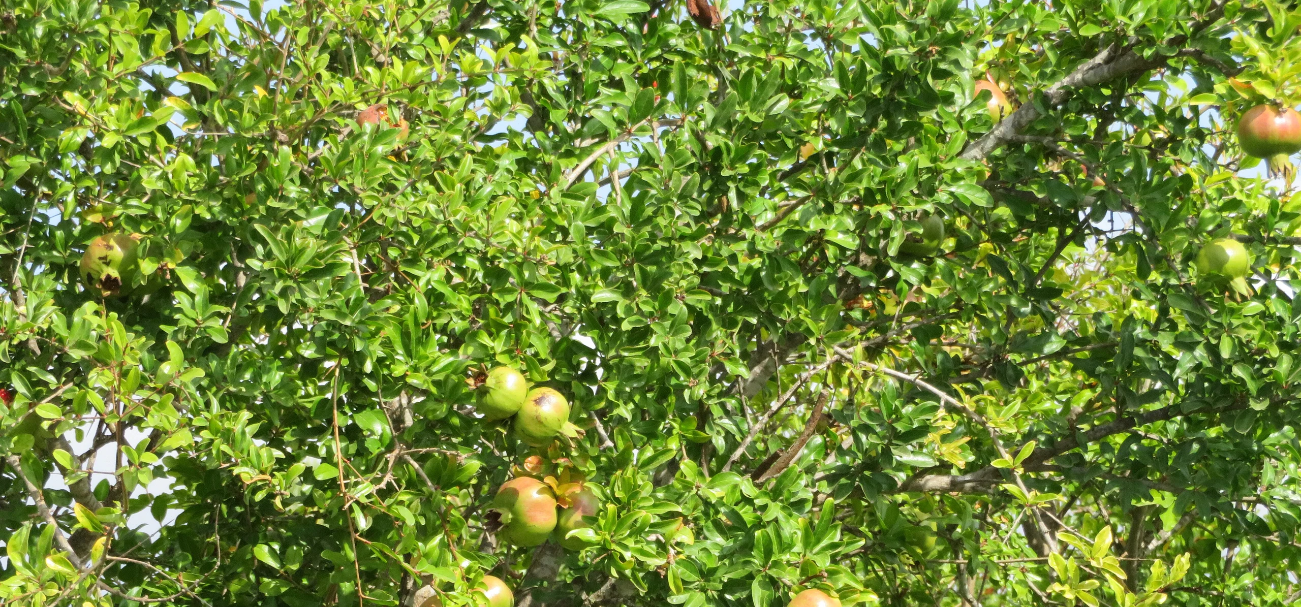 Pomegranate