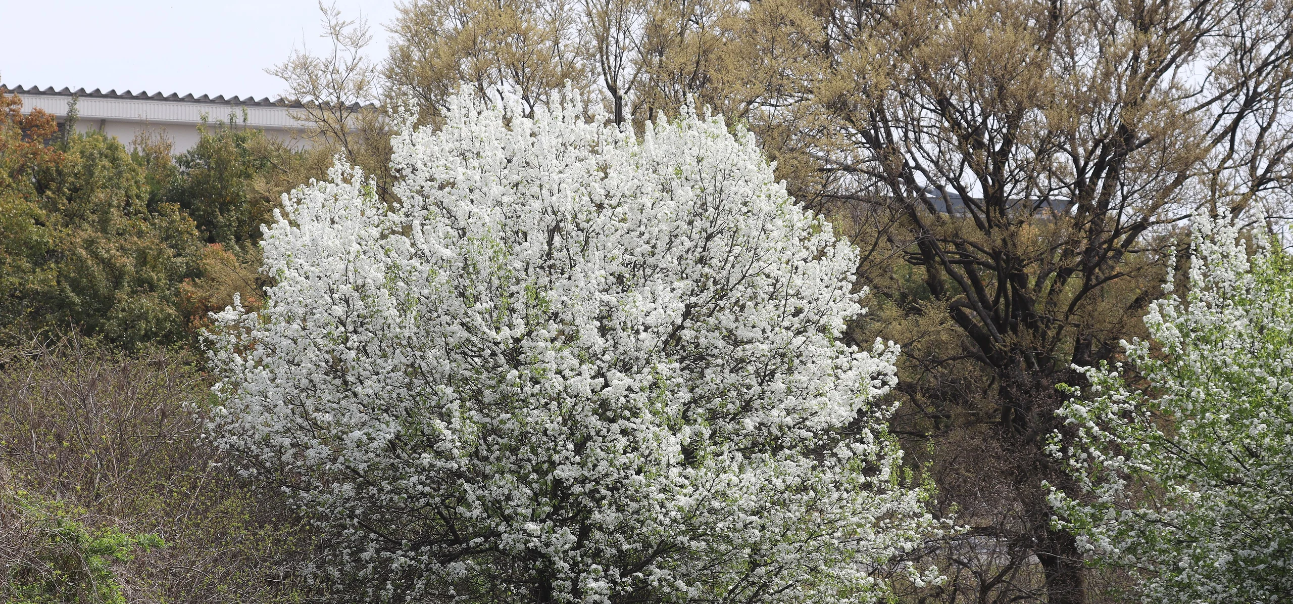 Callery Pear