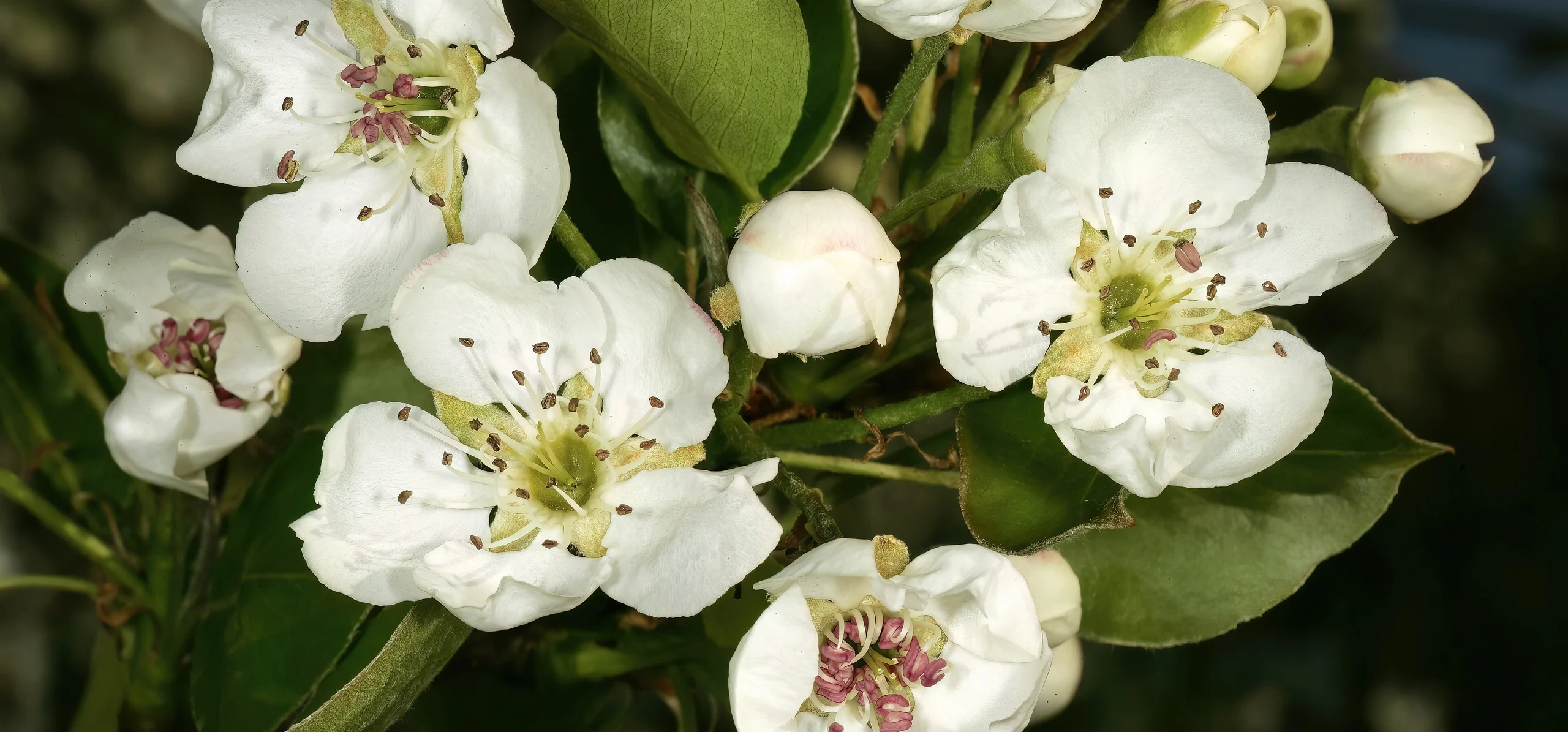 Common Pear