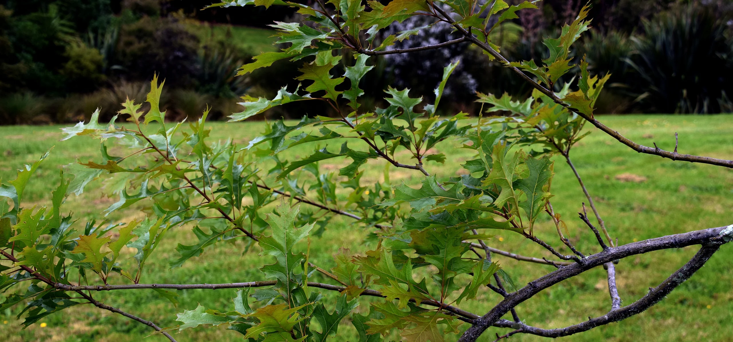 Pin Oak