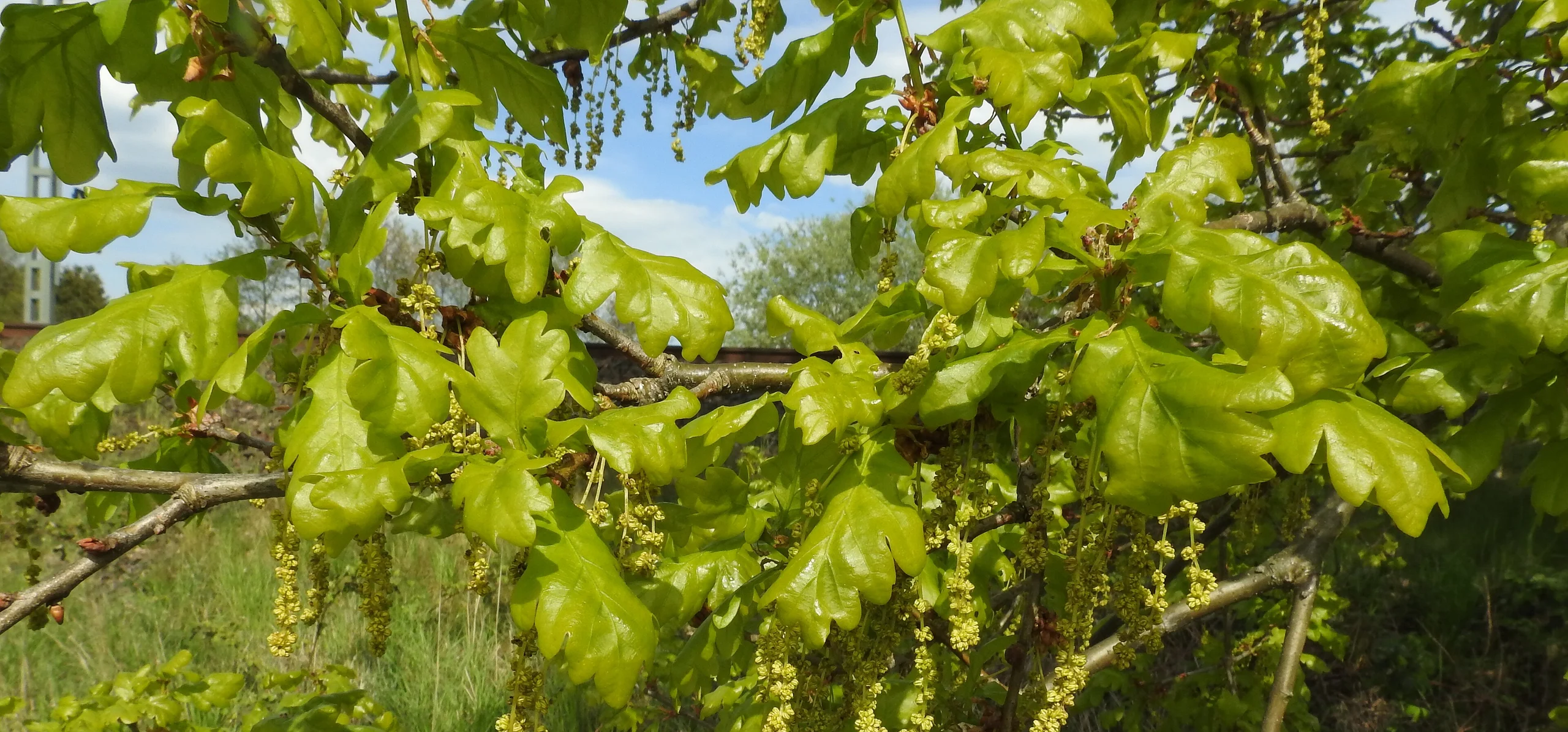 English Oak