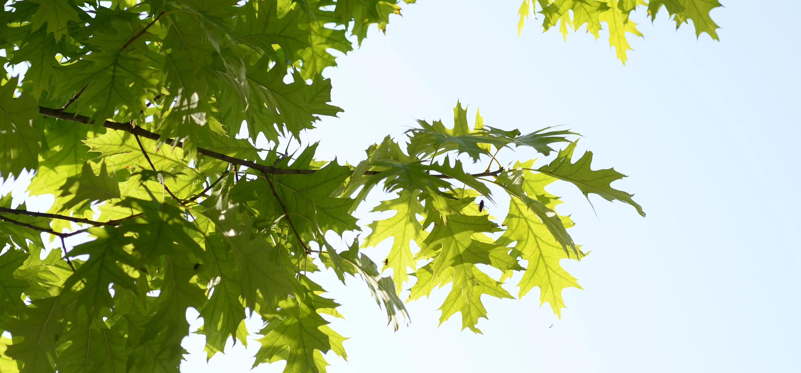 Northern Red Oak