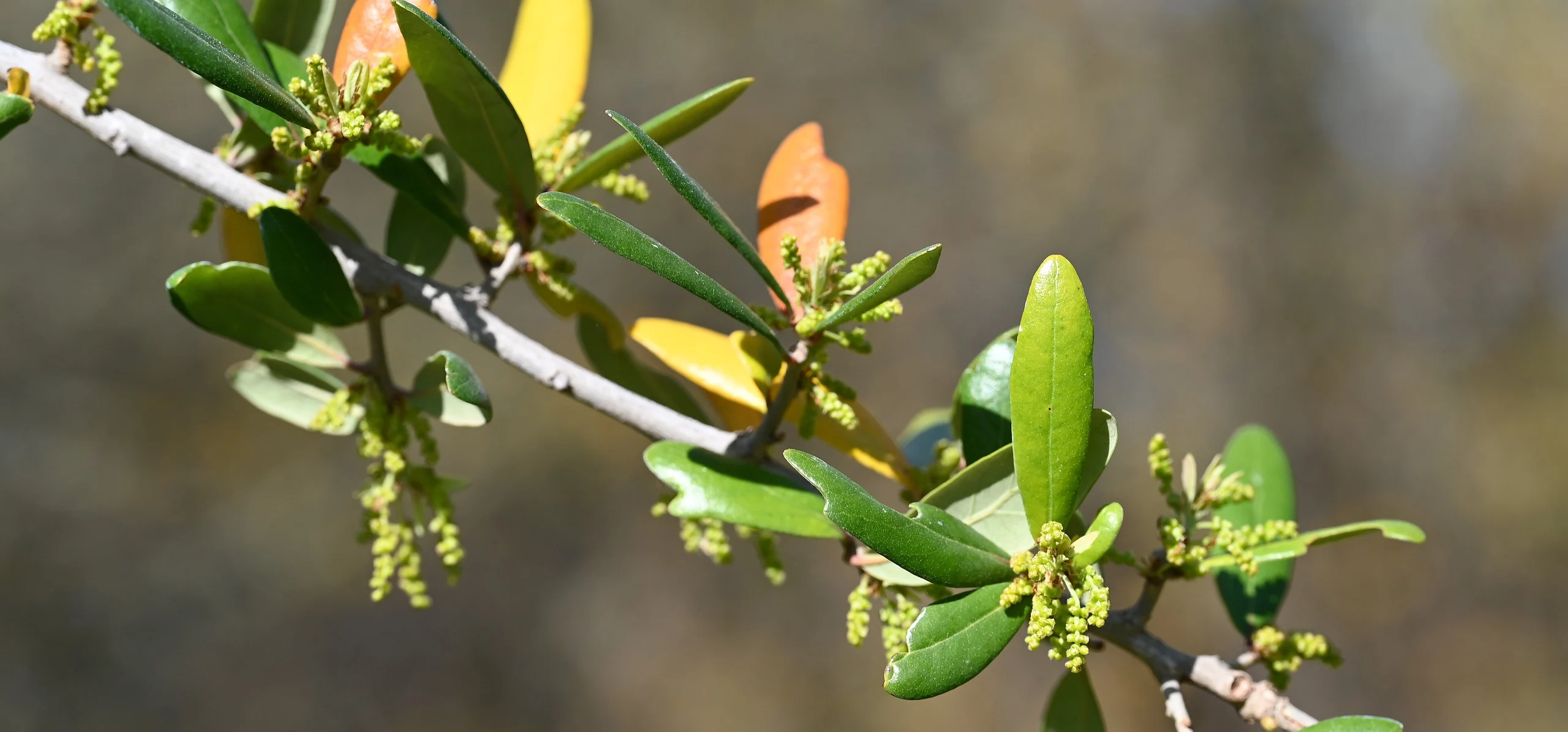 Southern Live Oak