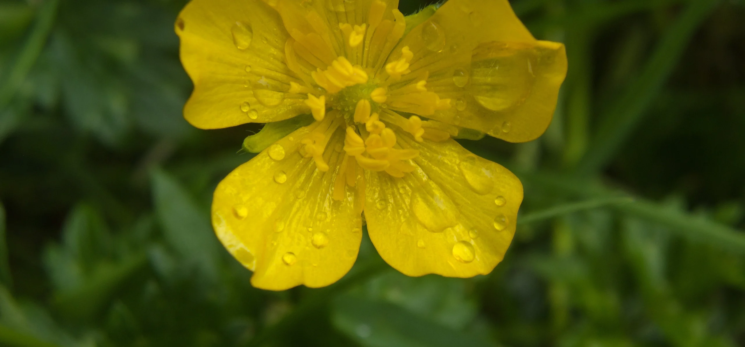 Creeping Buttercup