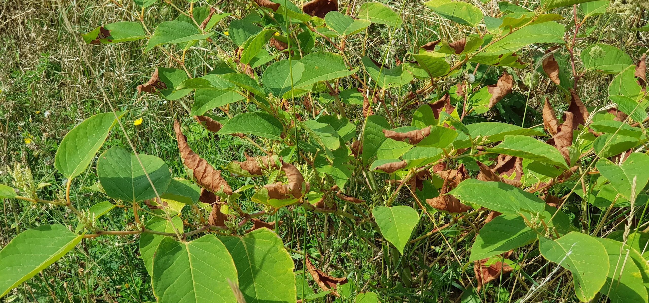 Japanese Knotweed