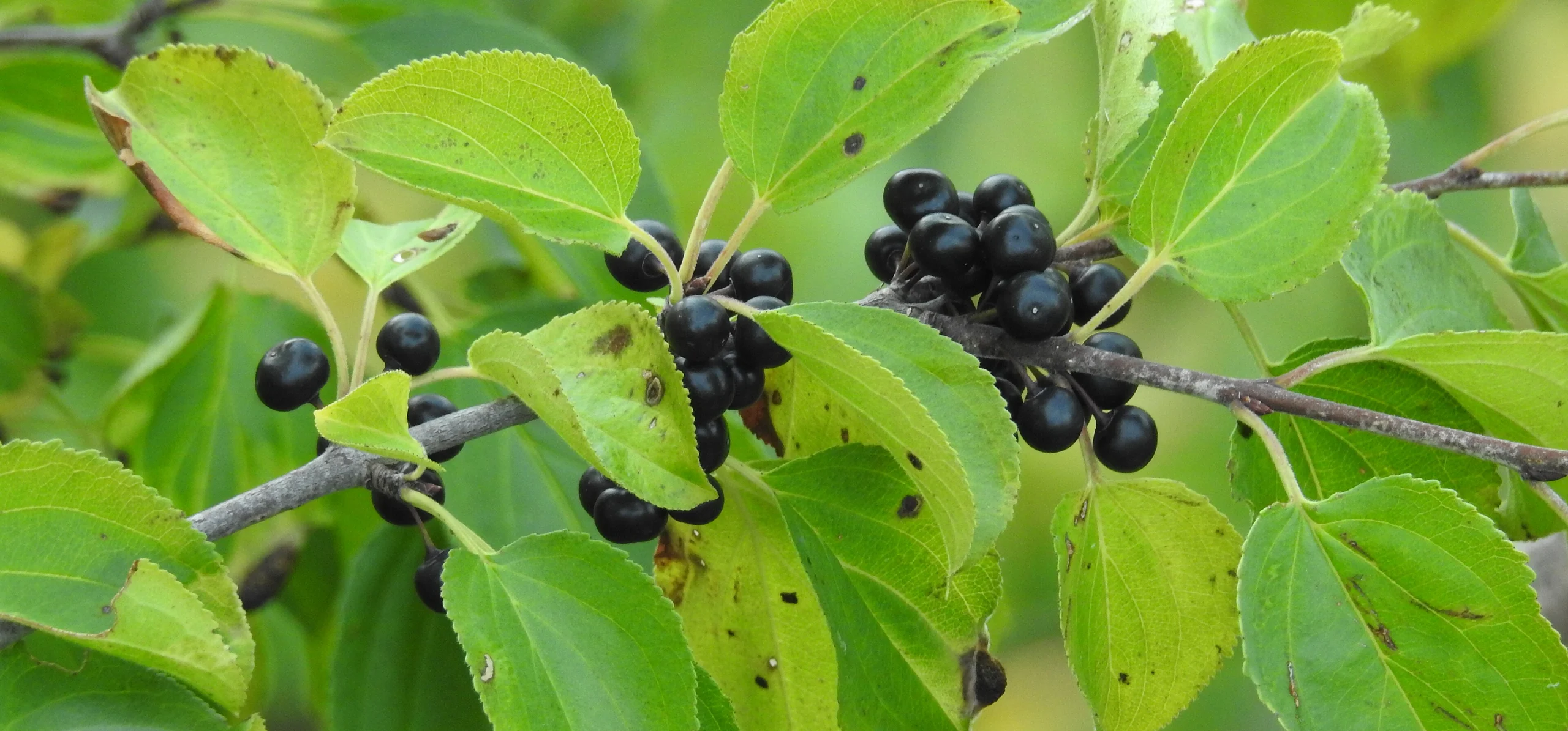 Common Buckthorn