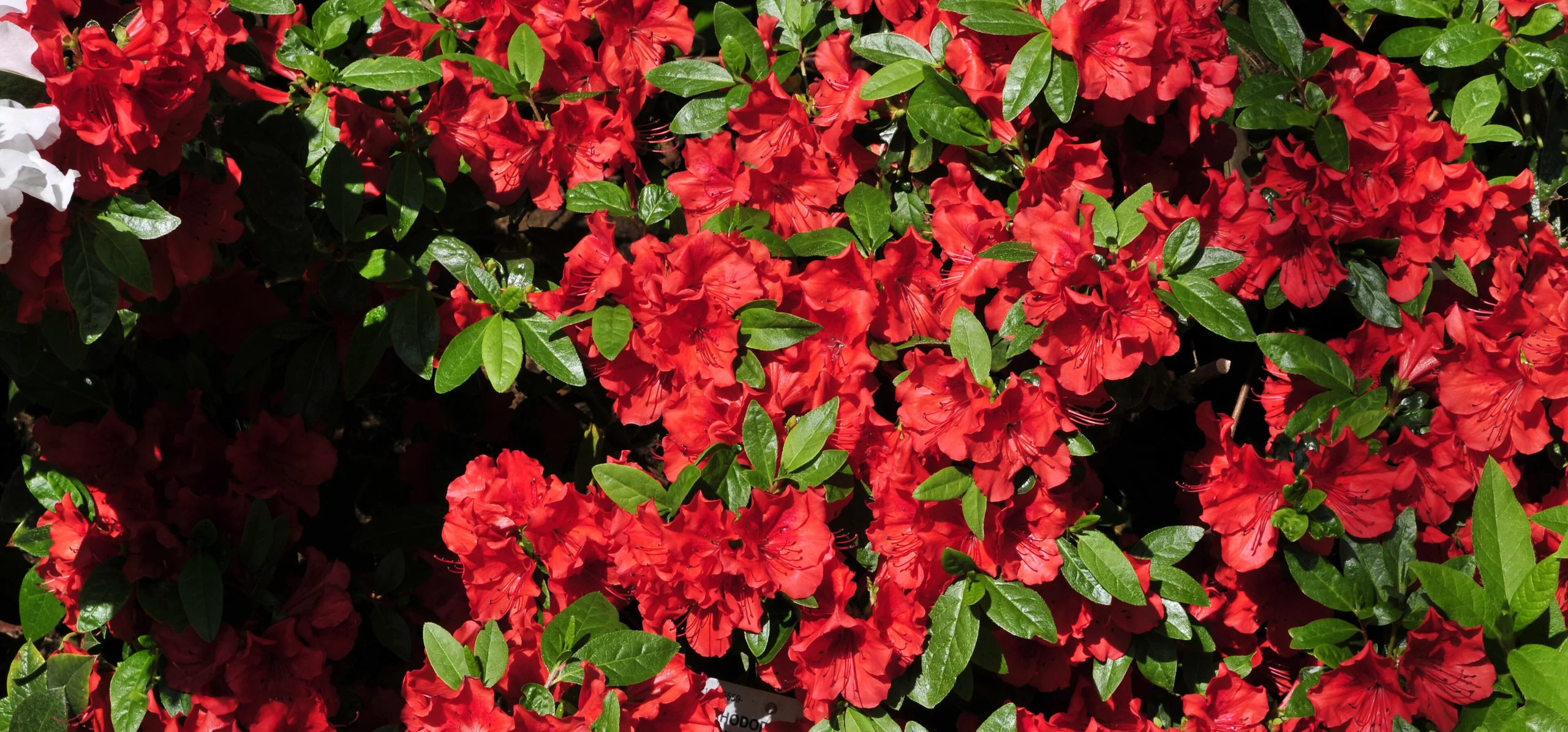 Indian Azalea