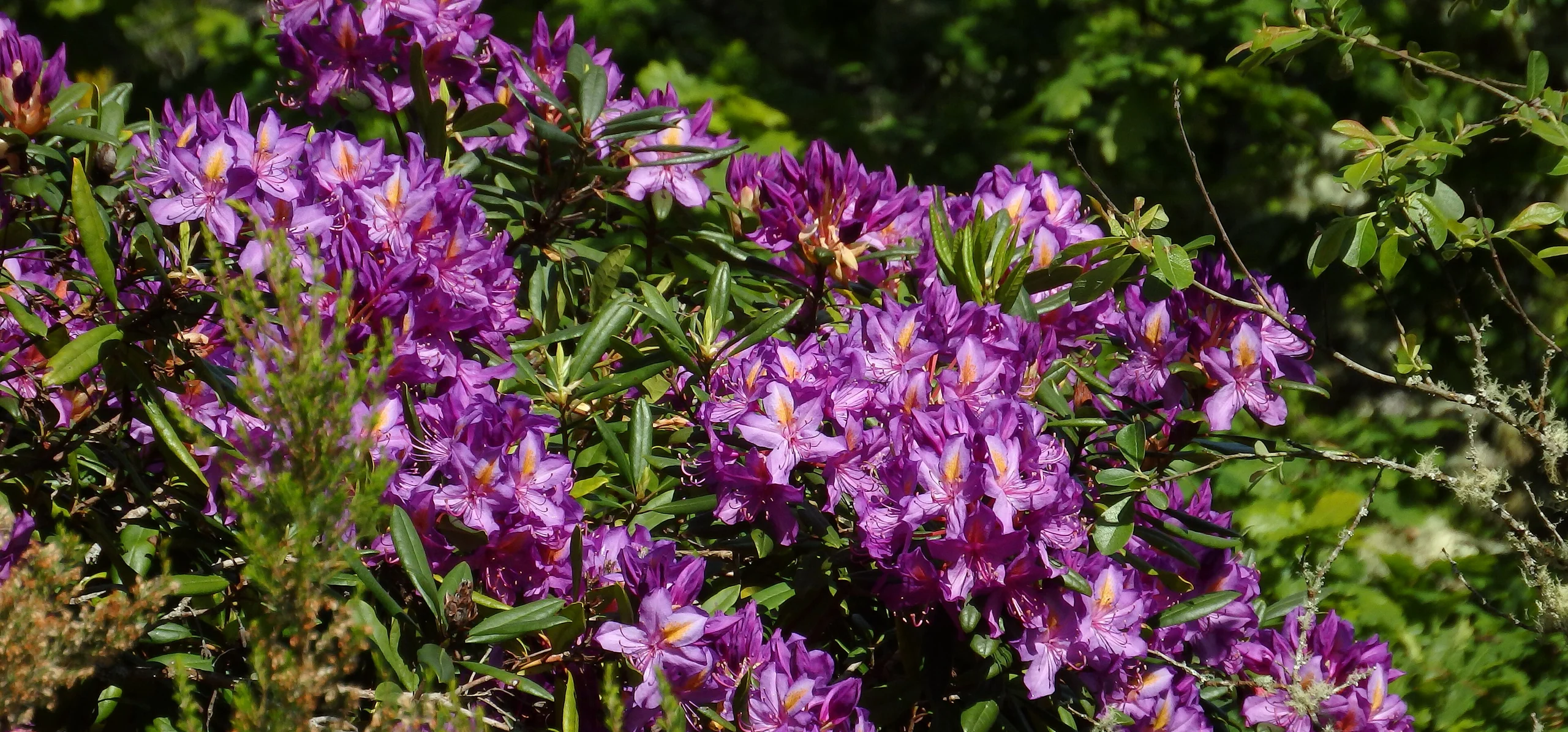 Pontic Rhododendron