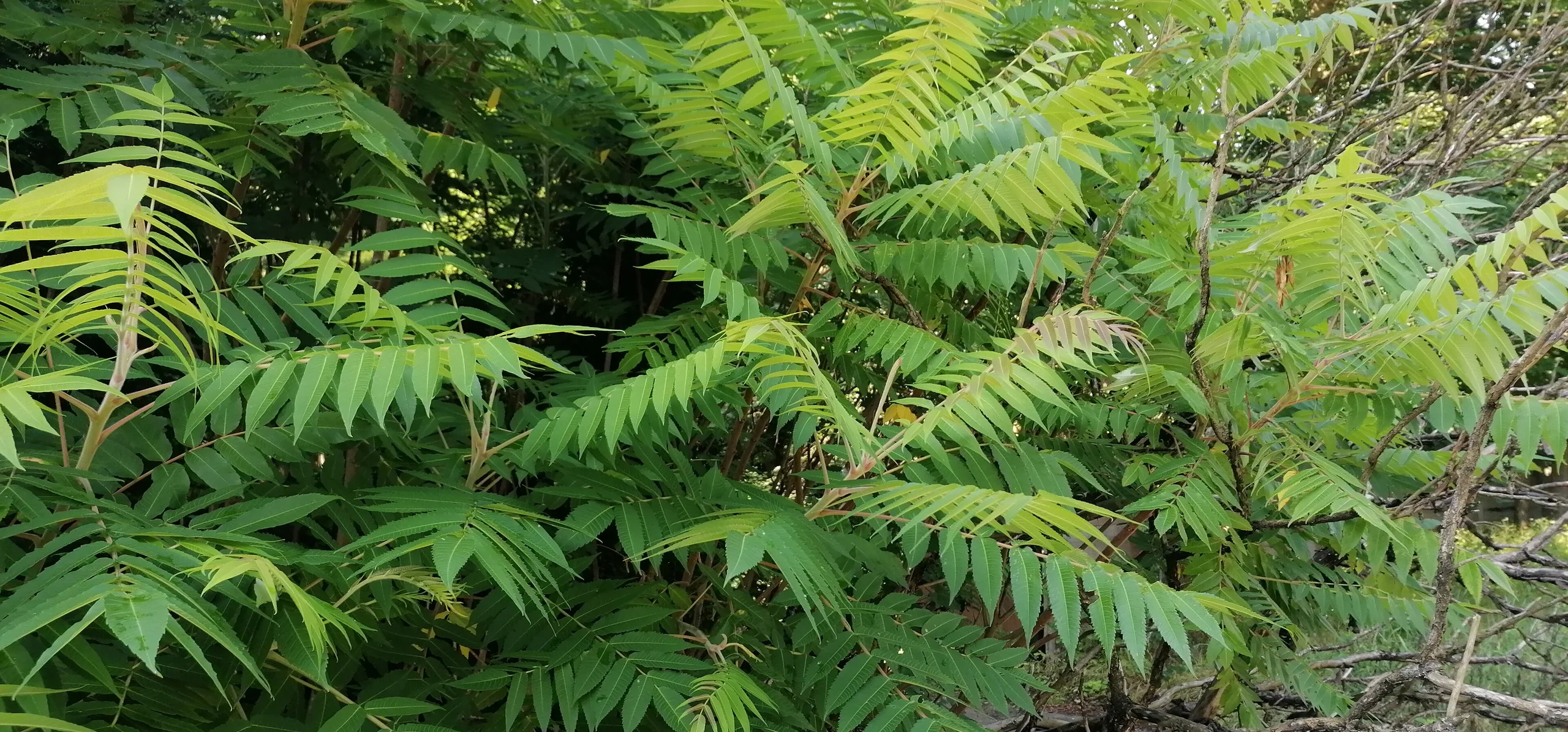 Staghorn Sumac