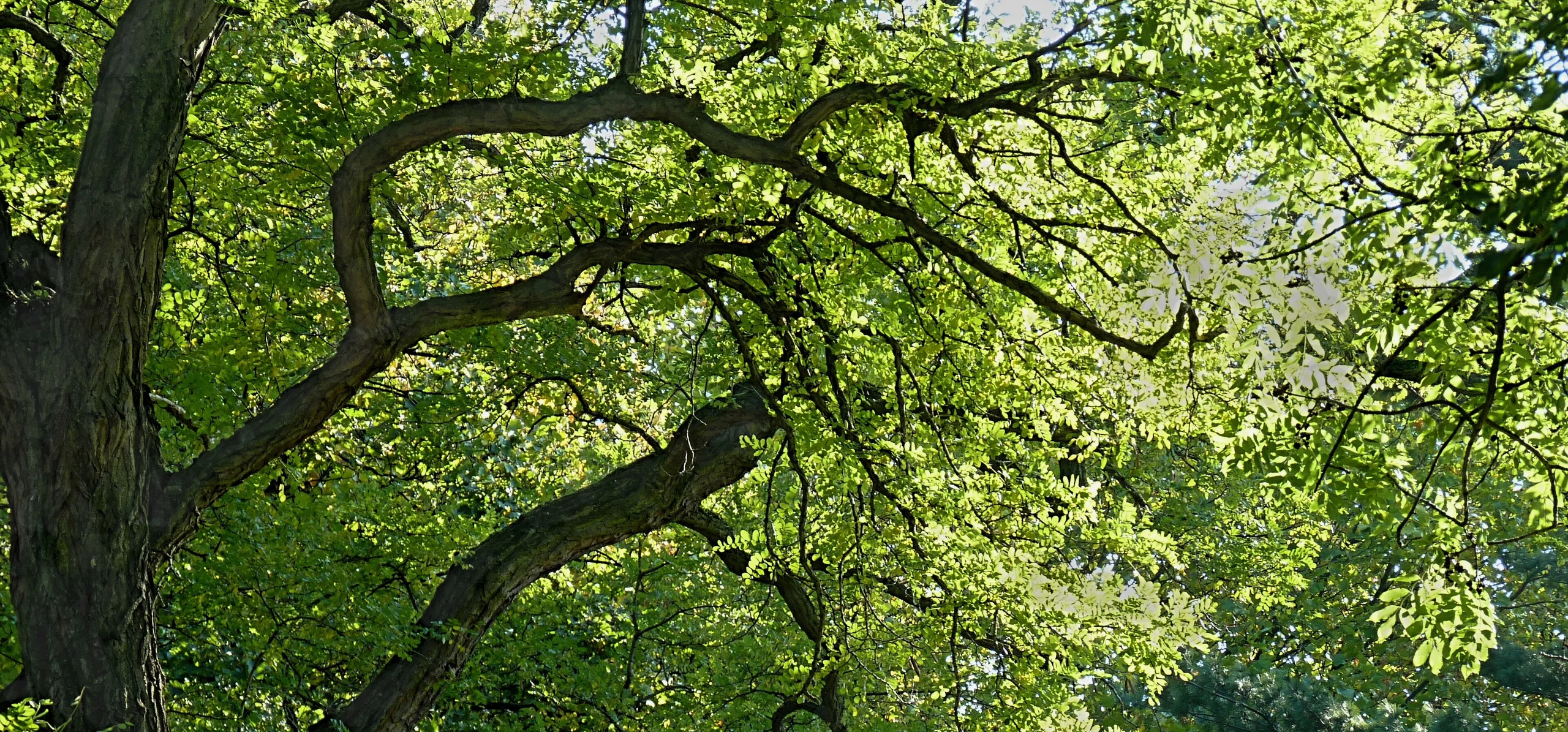 Black Locust