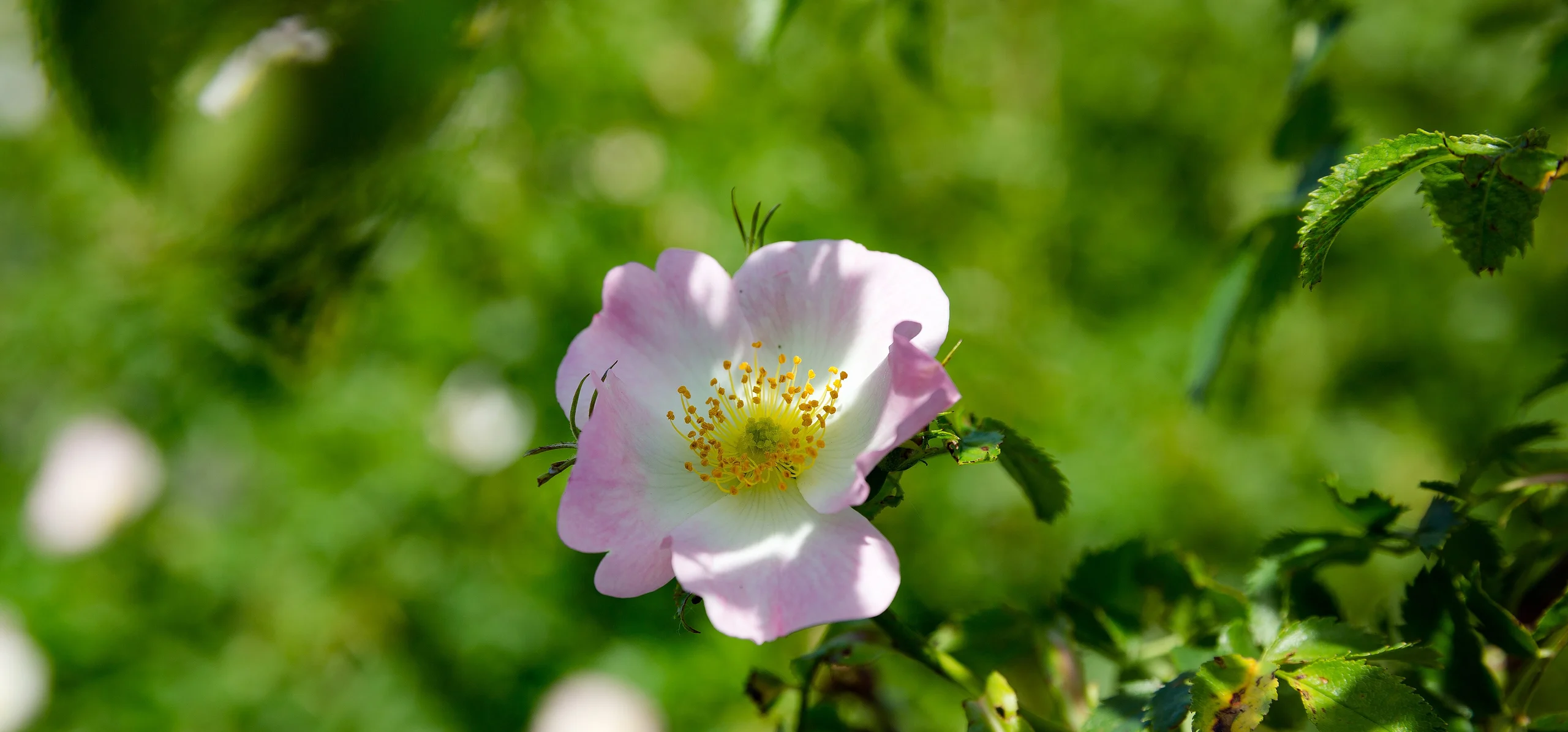 Dog Rose