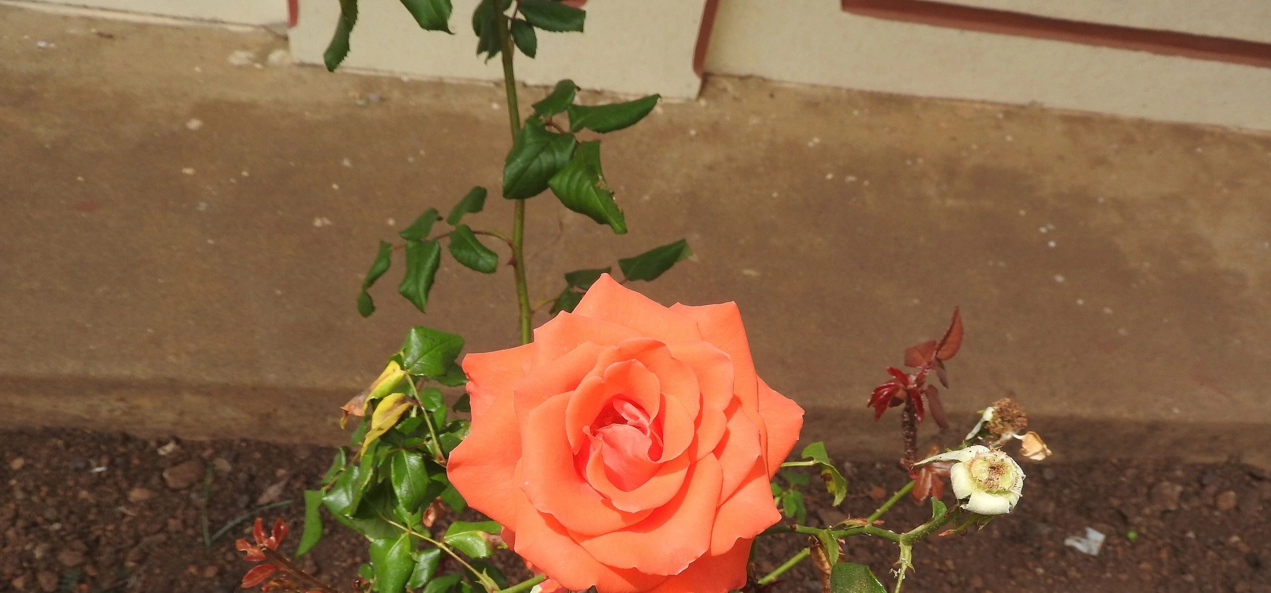 China Rose