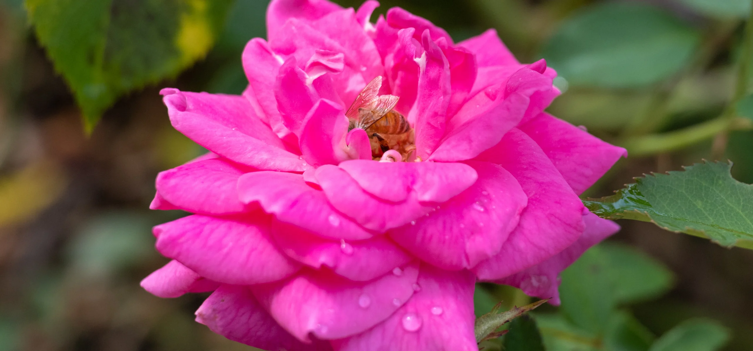Hybrid Tea Rose