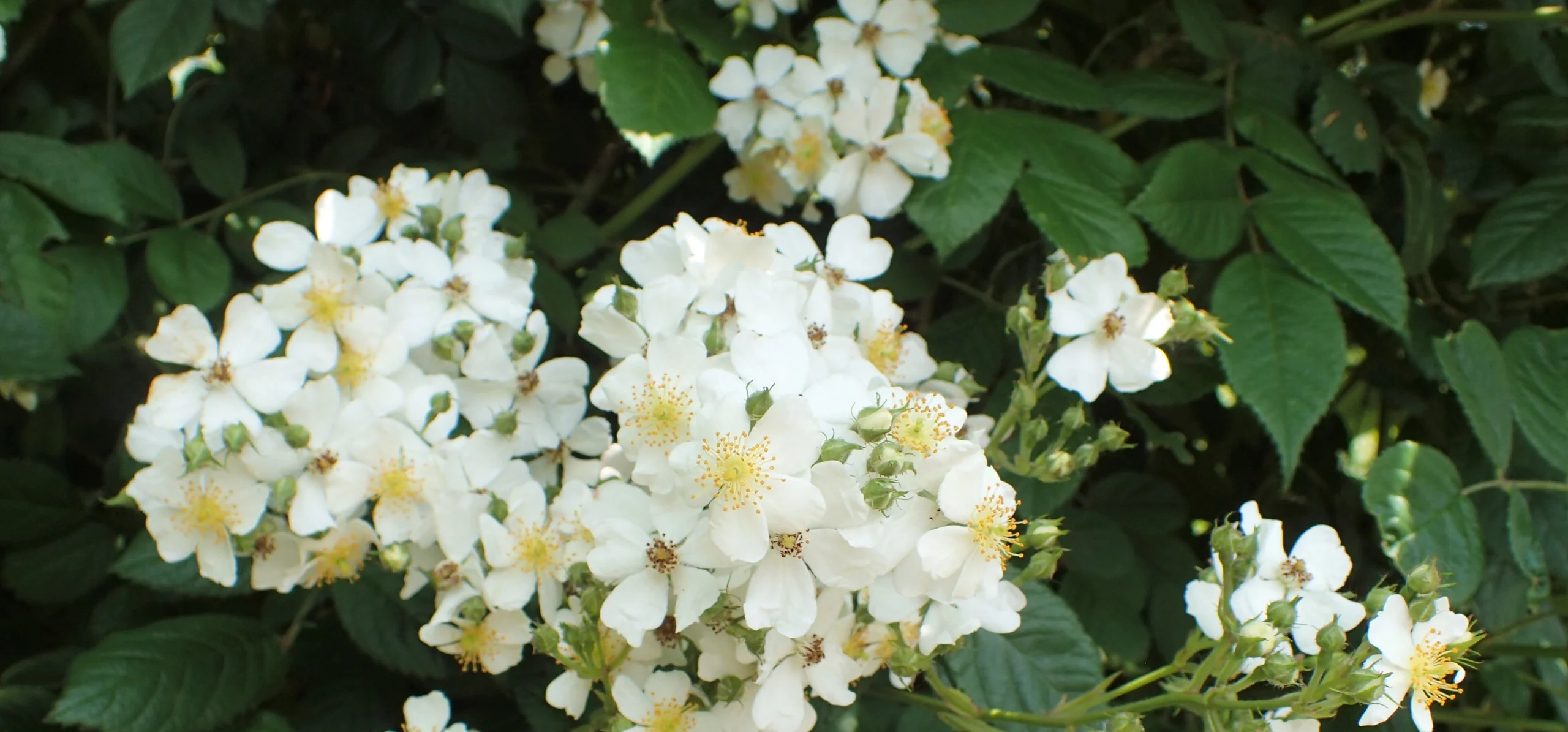 Multiflora Rose