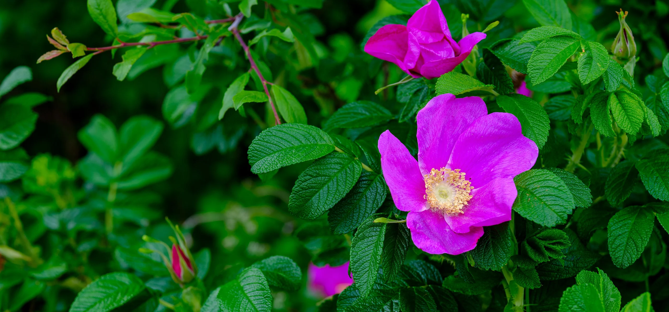Rugosa Rose