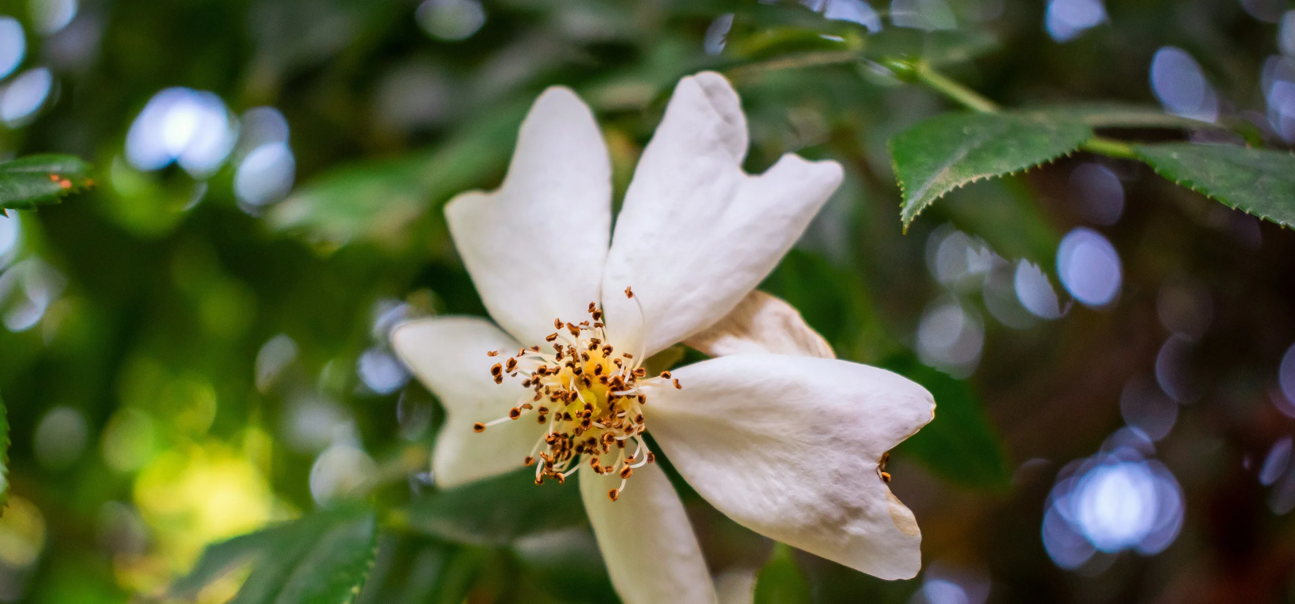 Evergreen Rose