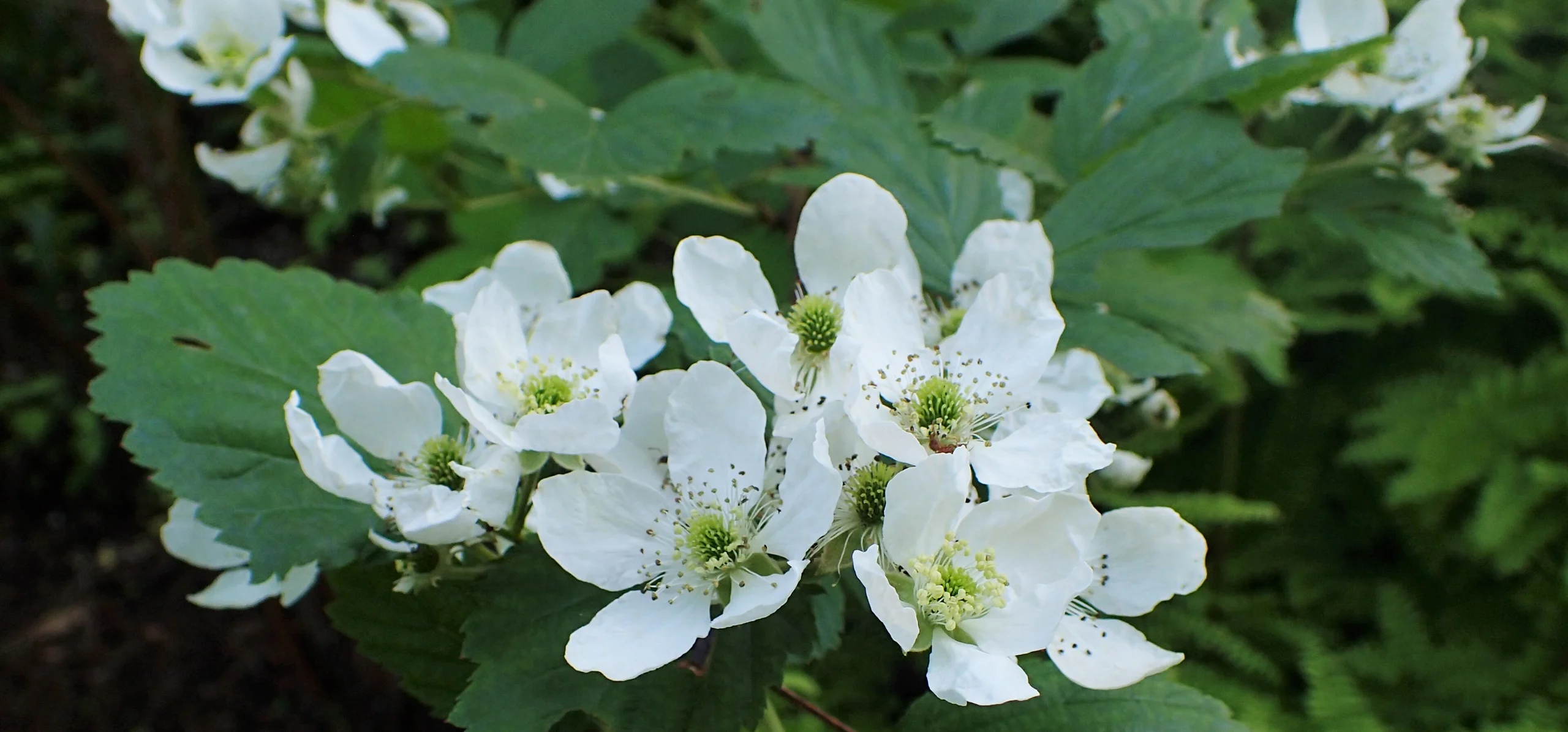 Allegheny Blackberry