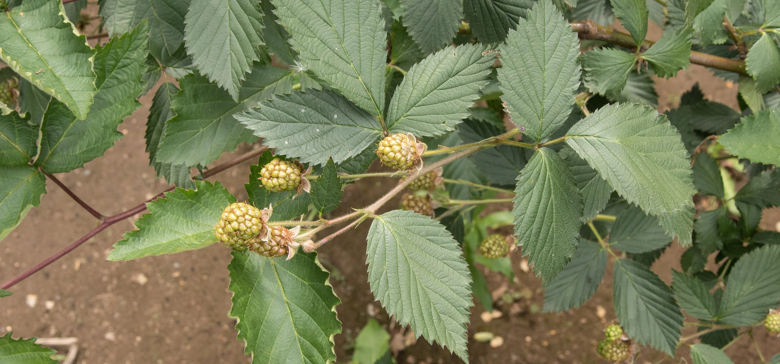 Himalayan Blackberry