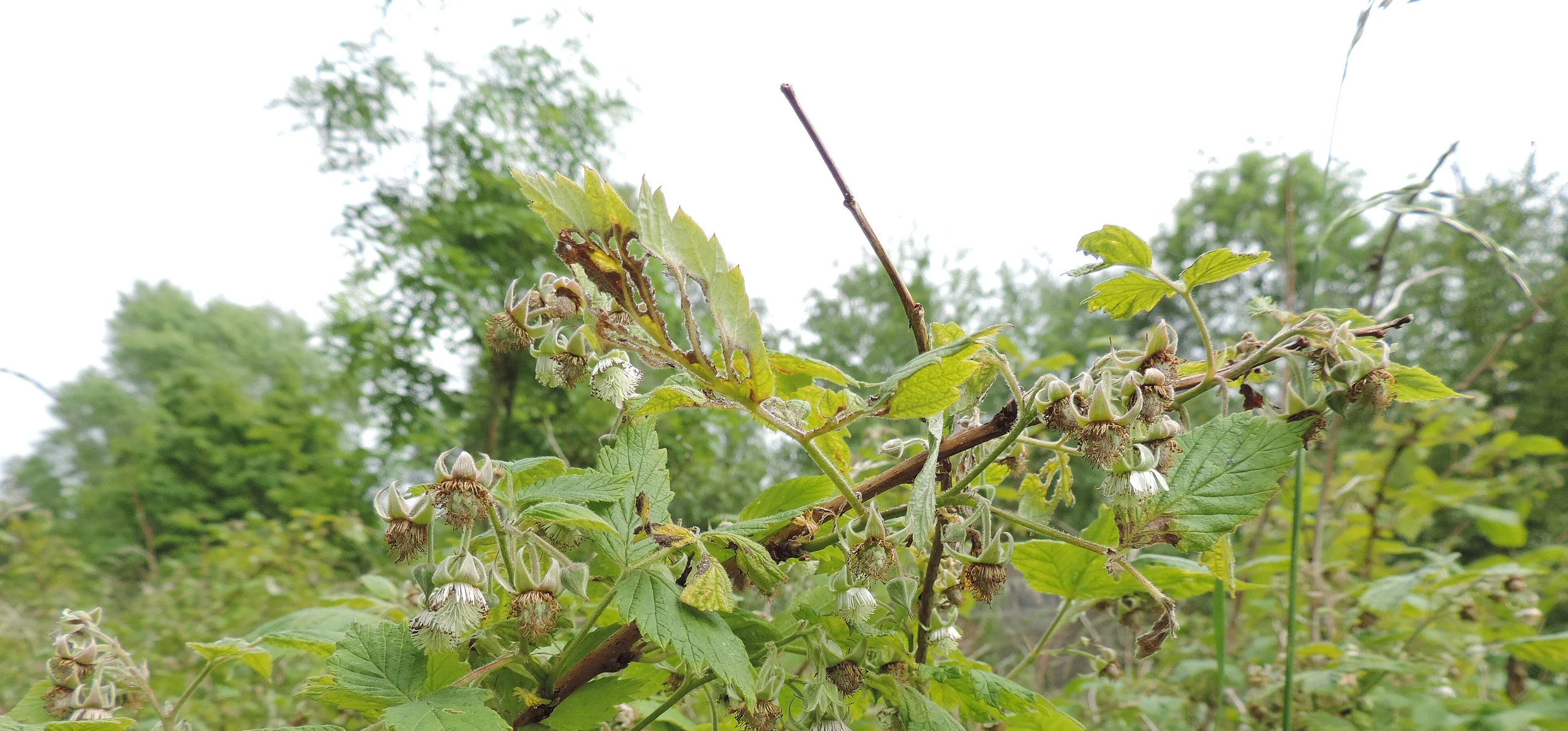 Red Raspberry