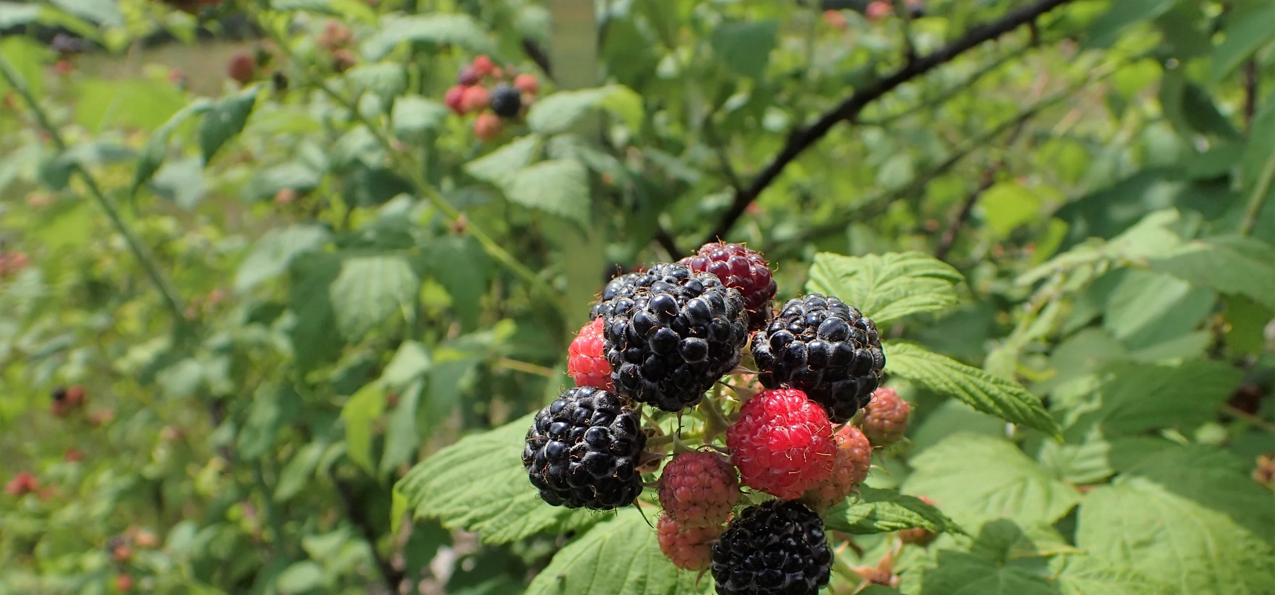 Black Raspberry