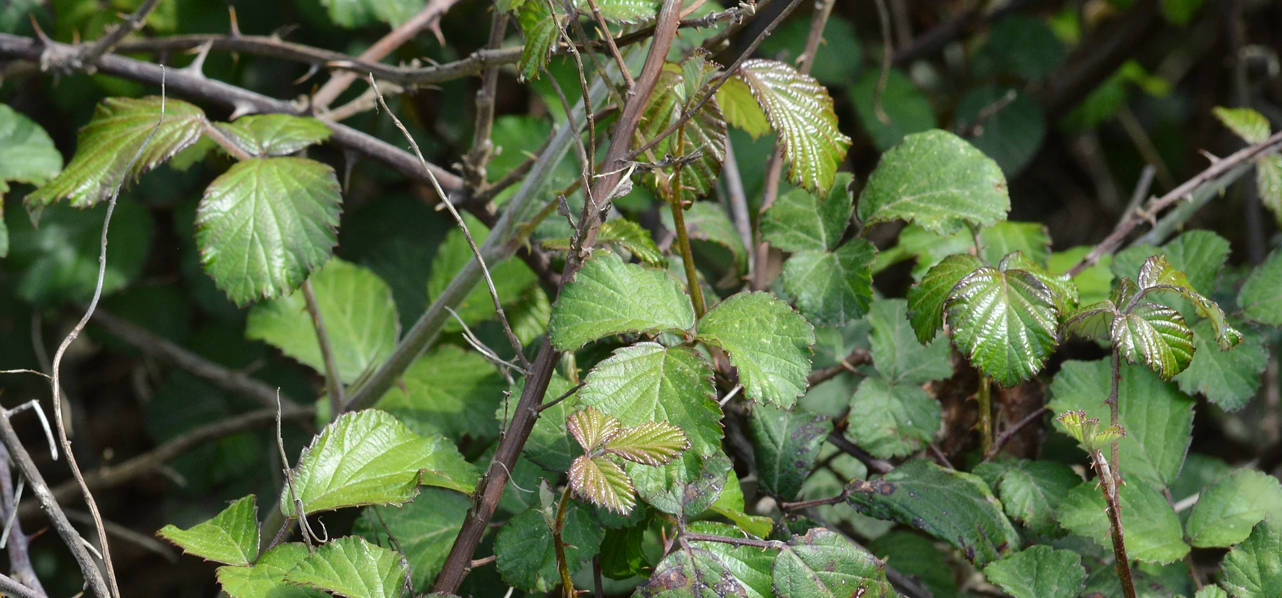 Elmleaf Blackberry