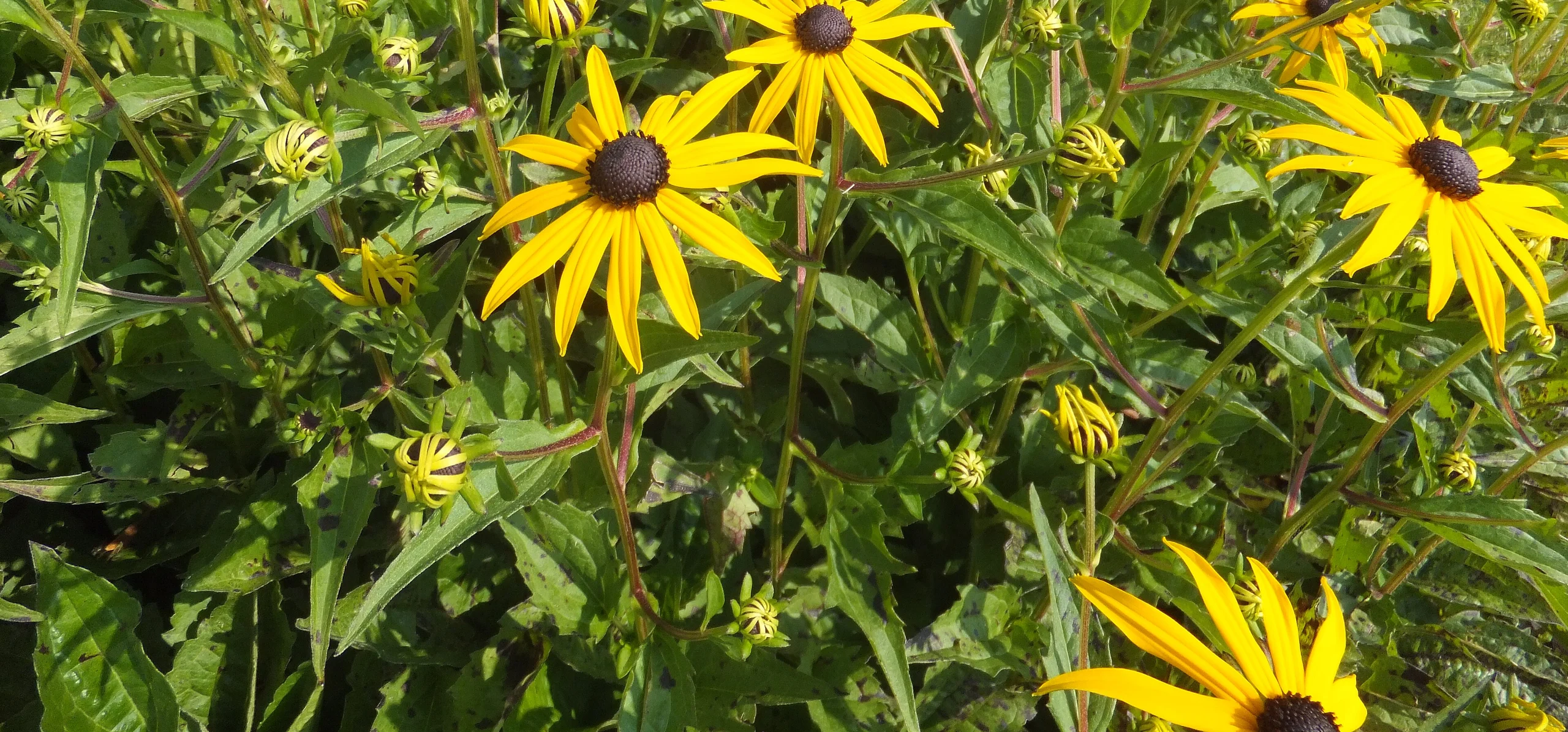 Orange Coneflower
