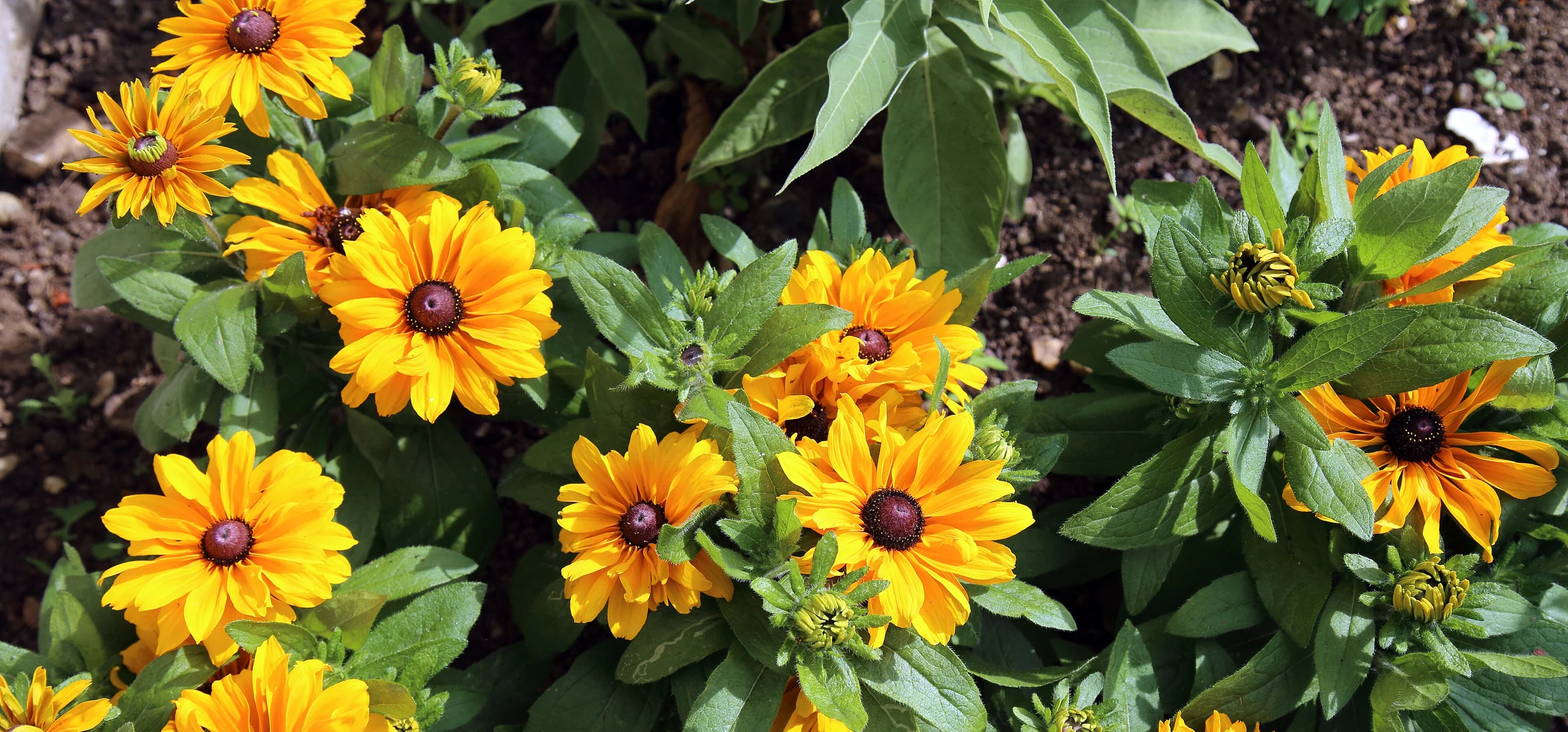 Black-Eyed Susan