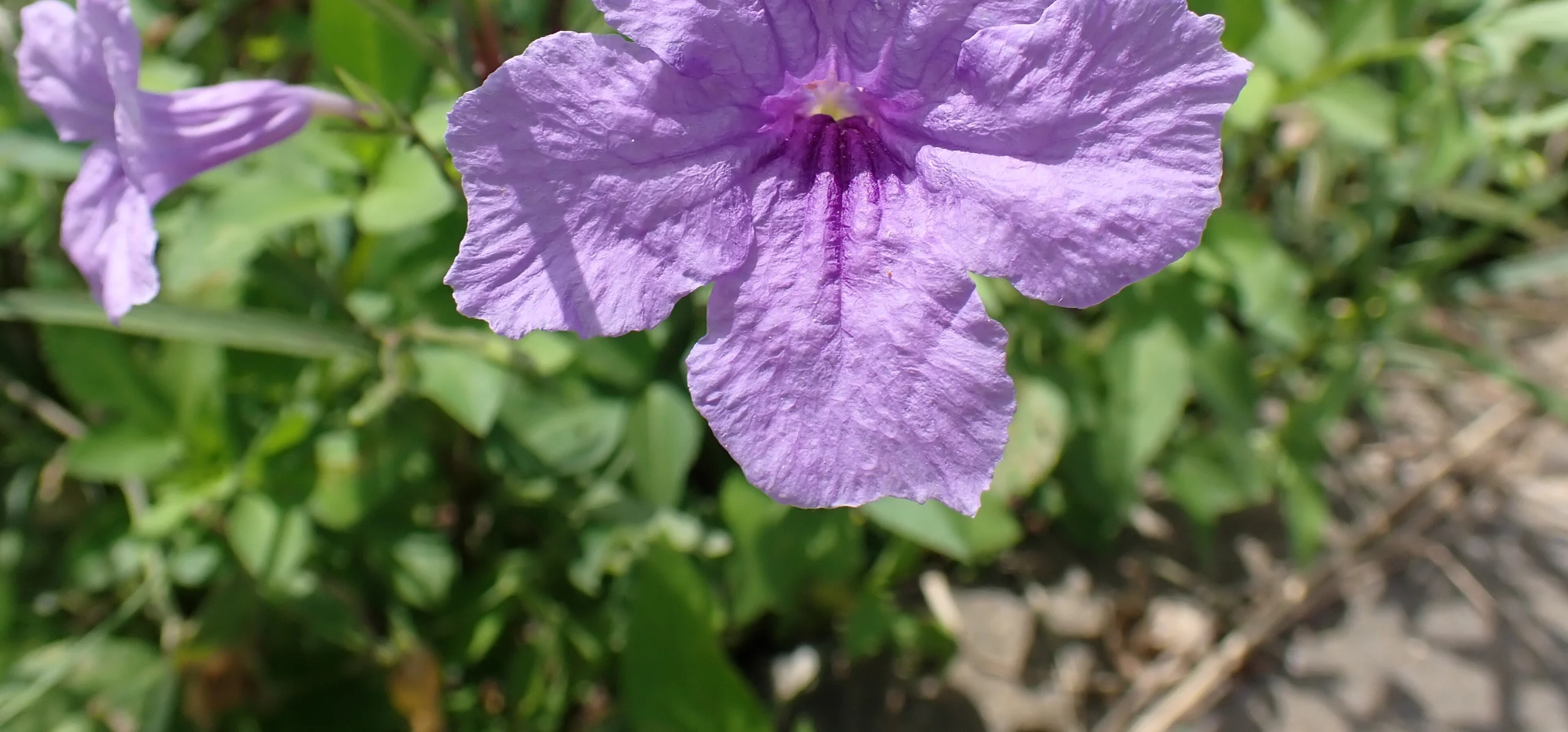 Mexican Petunia
