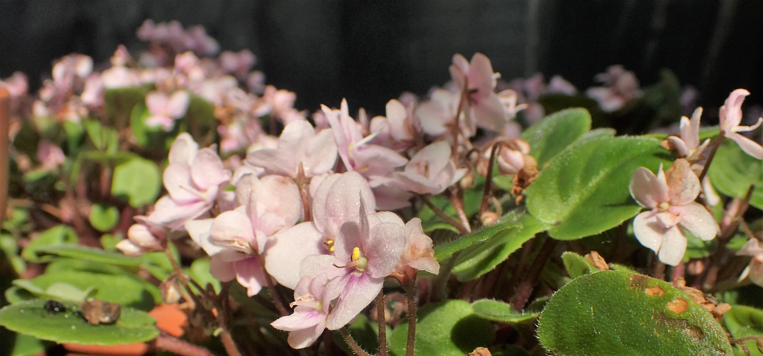 African Violet