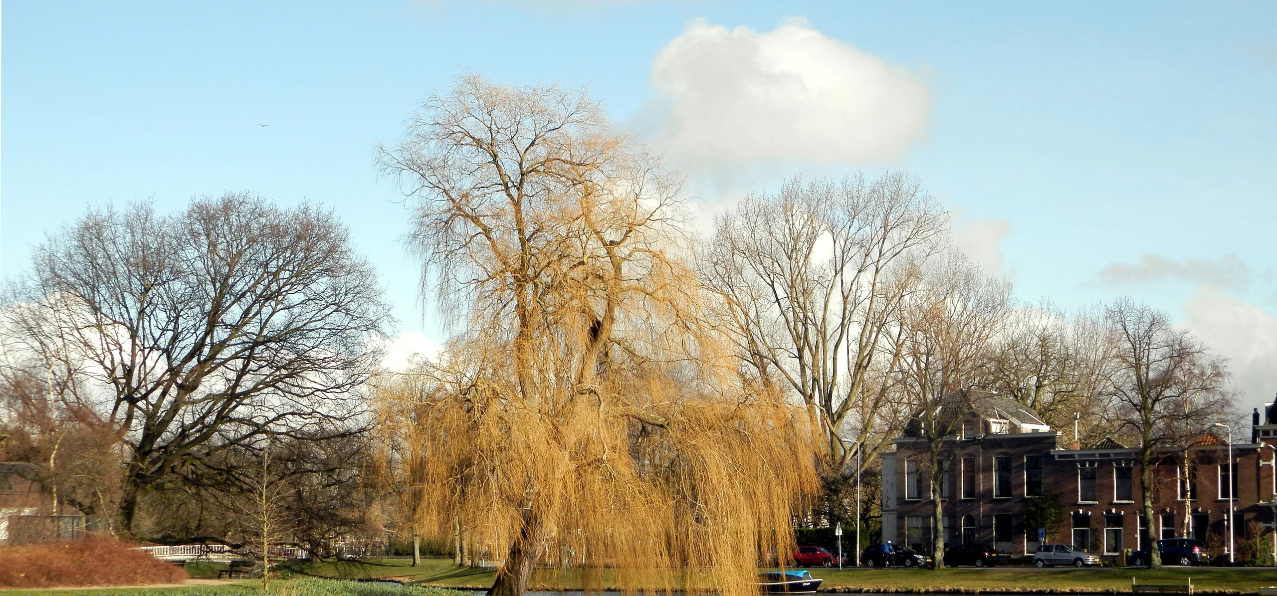 Weeping Willow