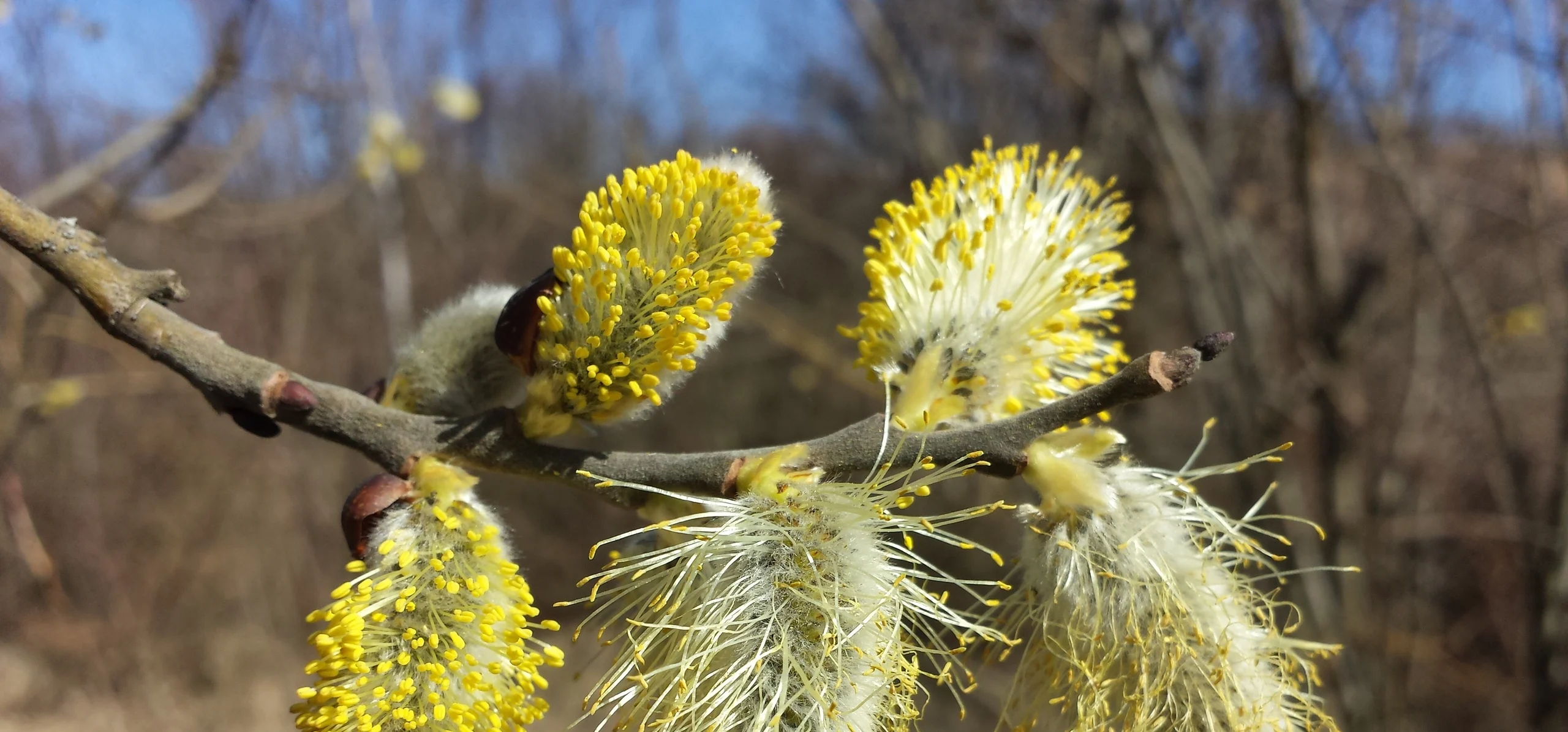 Goat Willow