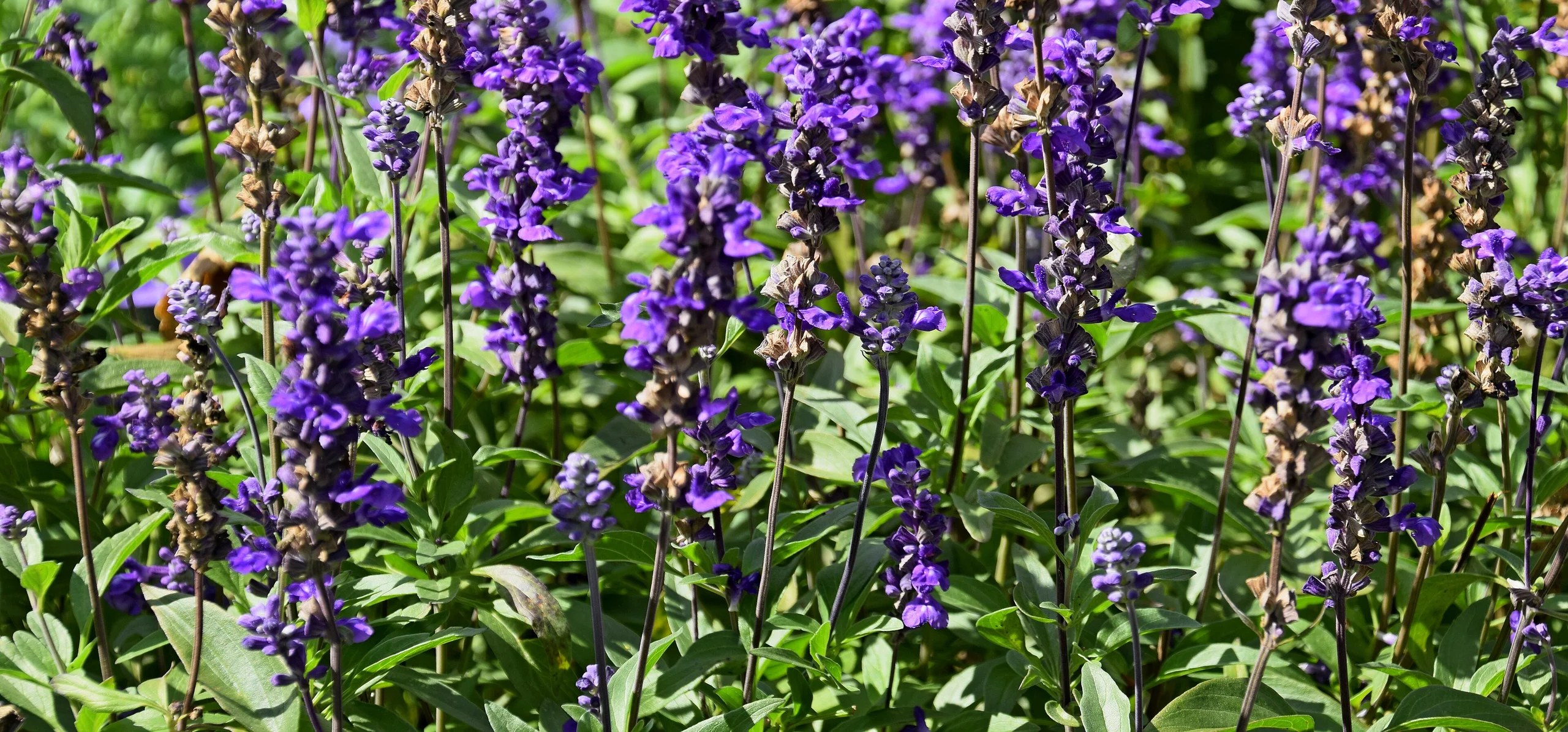 Mealy Blue Sage
