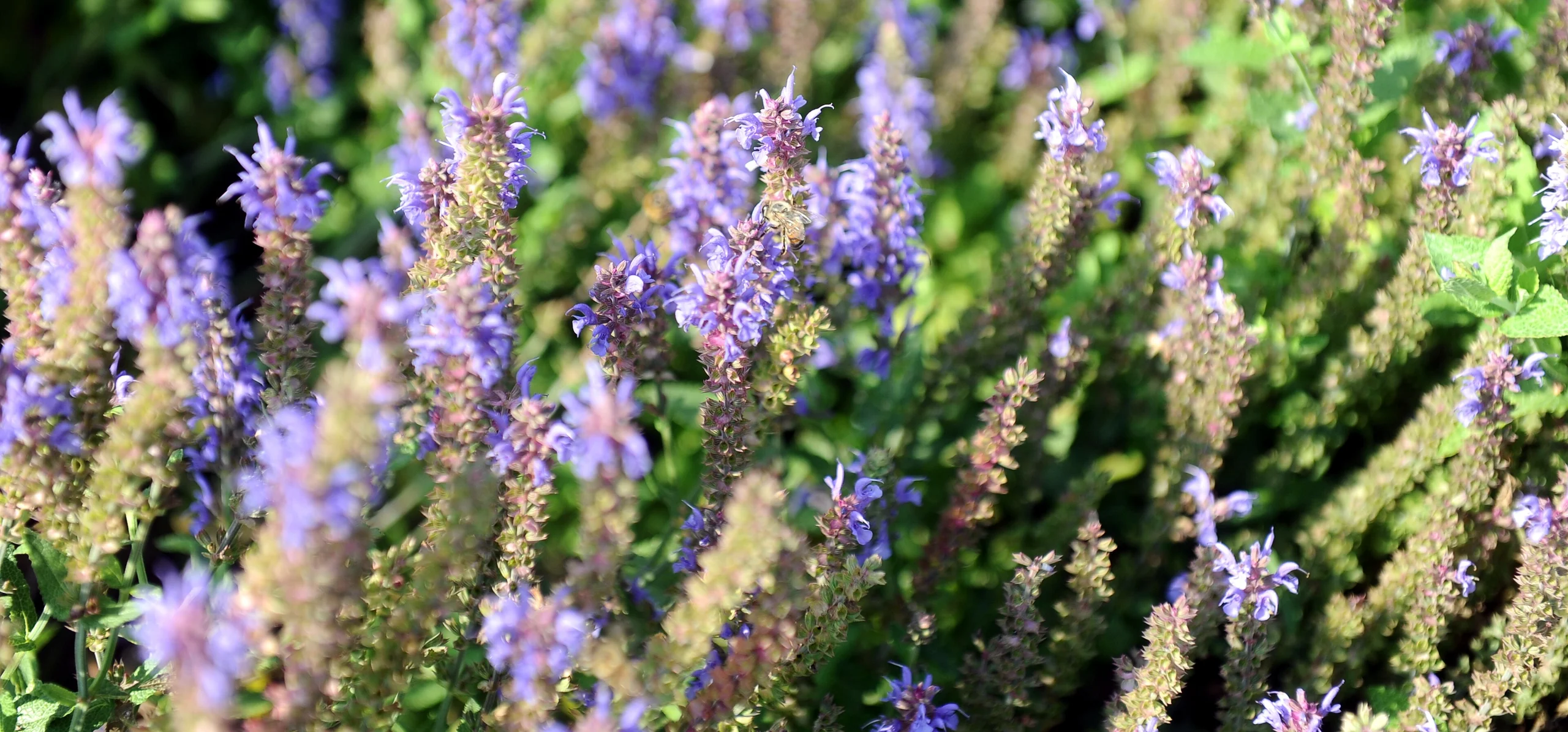 Woodland Sage