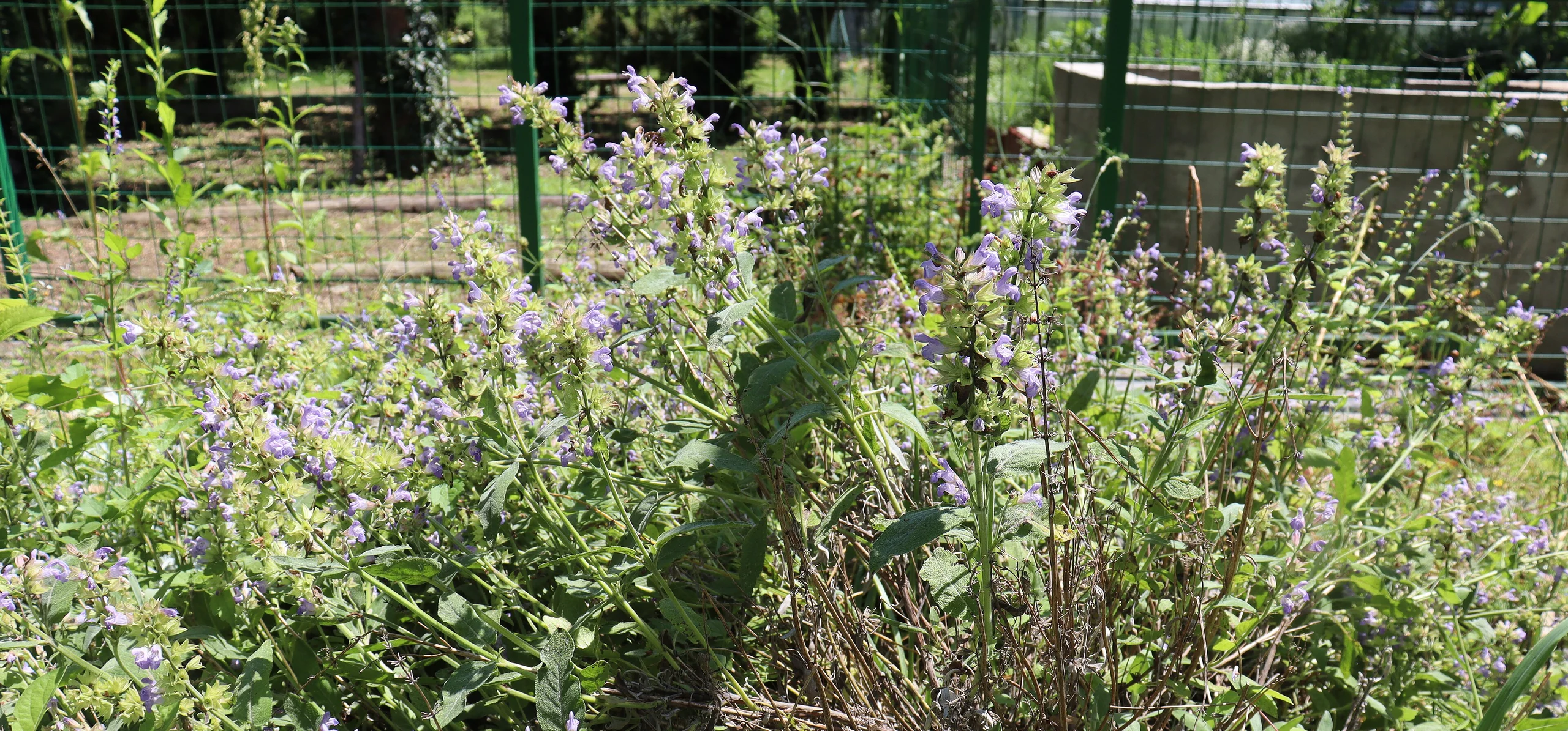 Common Sage