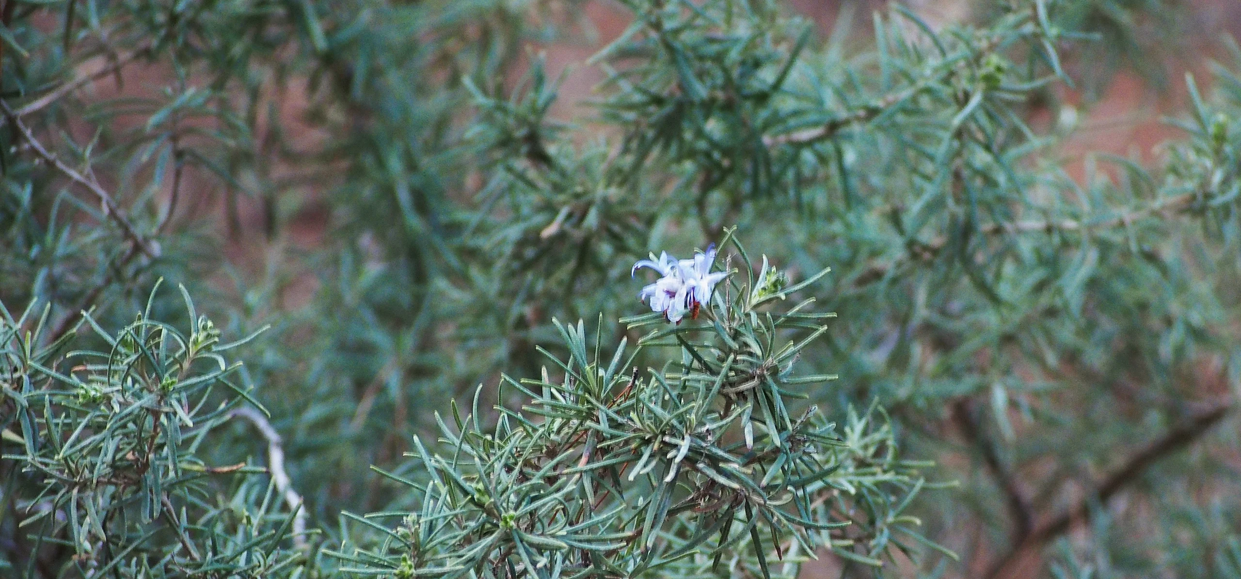 Rosemary