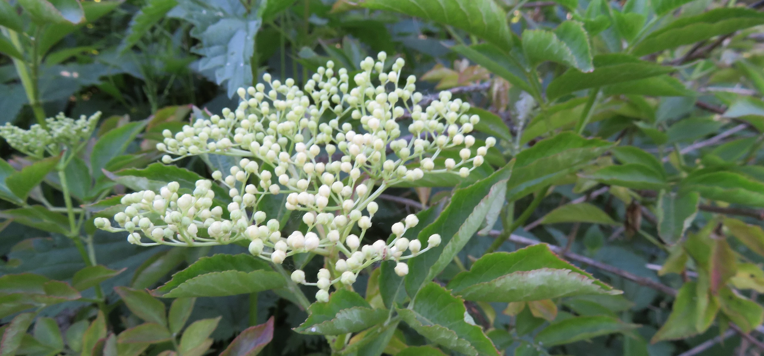 American Elderberry