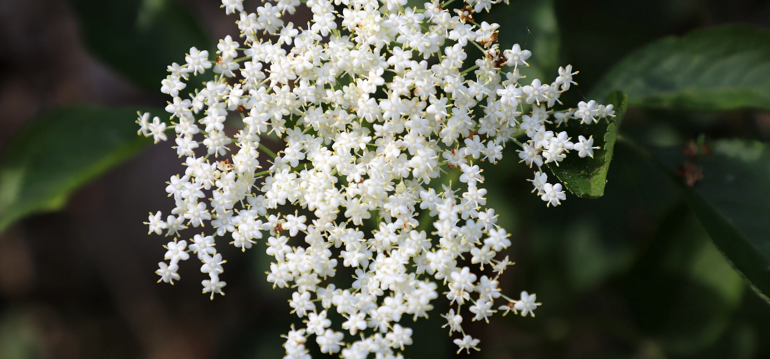 European Elderberry