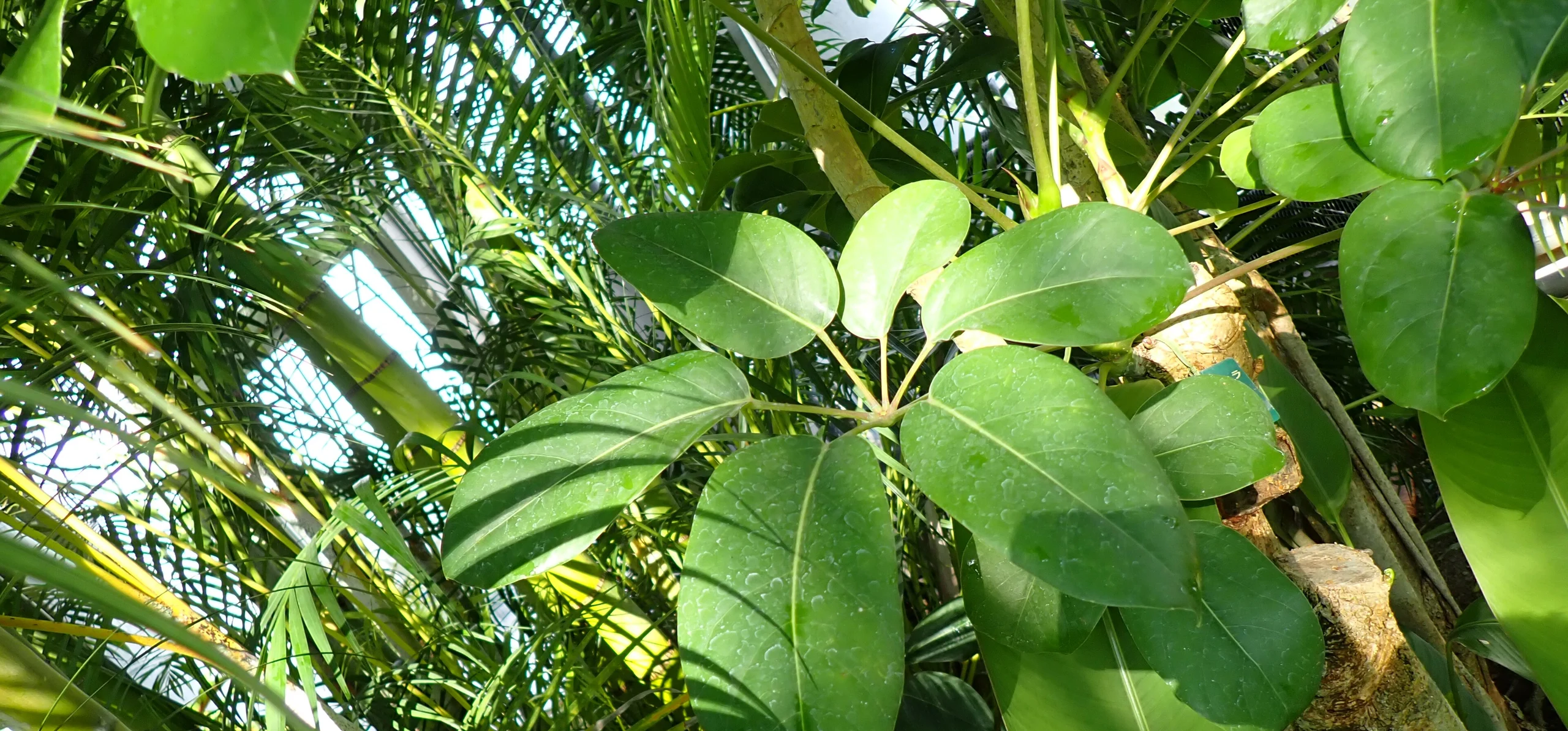 Umbrella Tree
