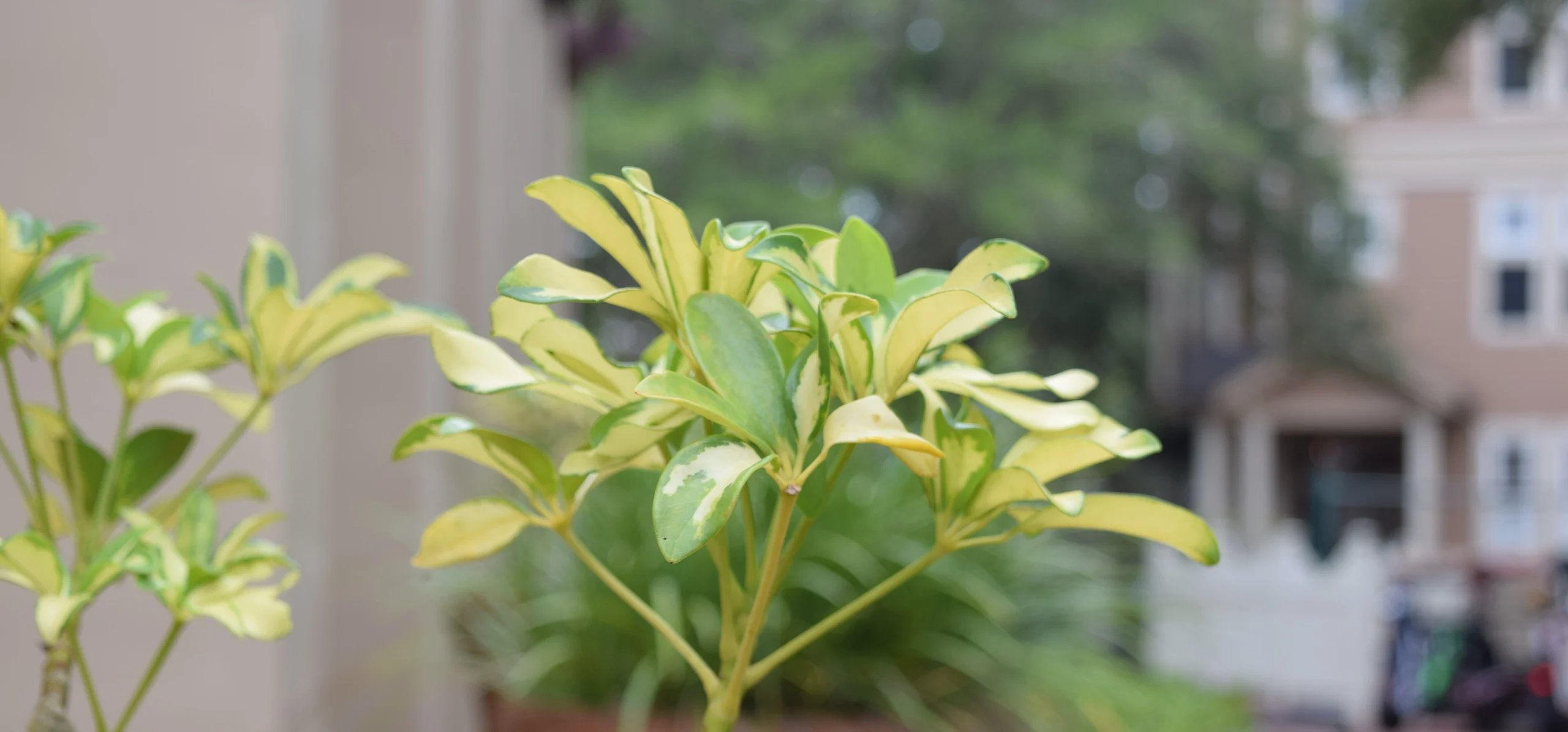 Dwarf Umbrella Tree