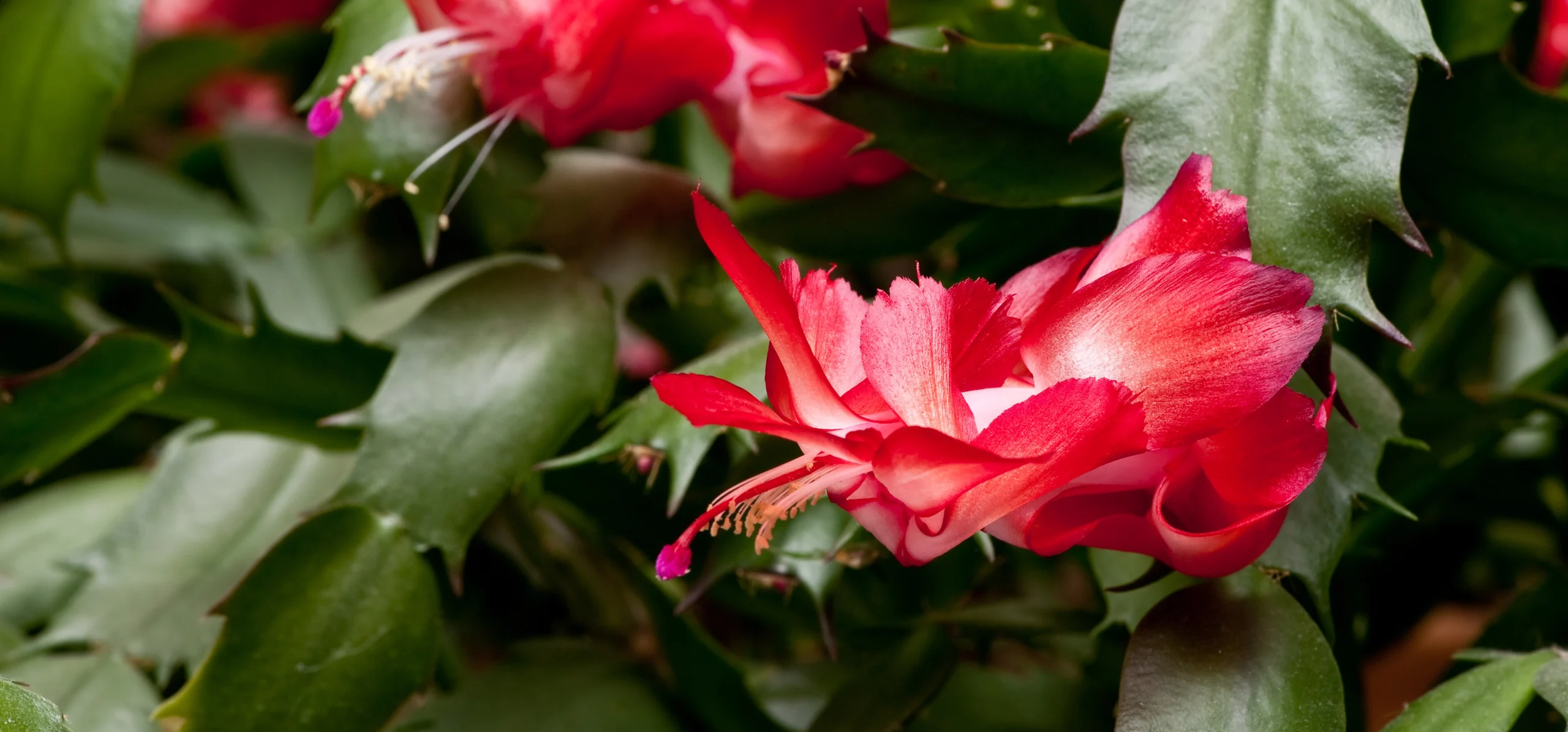 Christmas Cactus