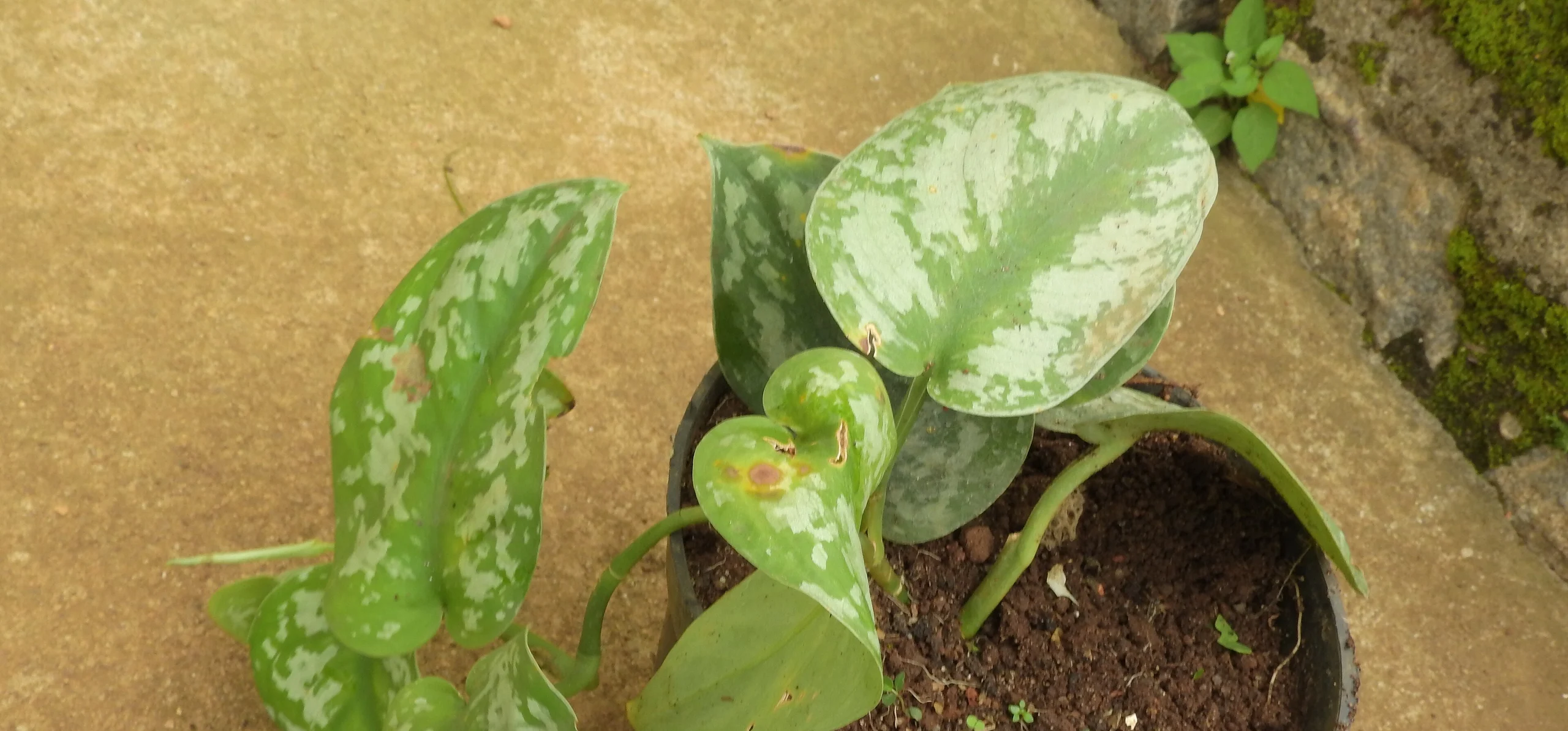 Satin Pothos