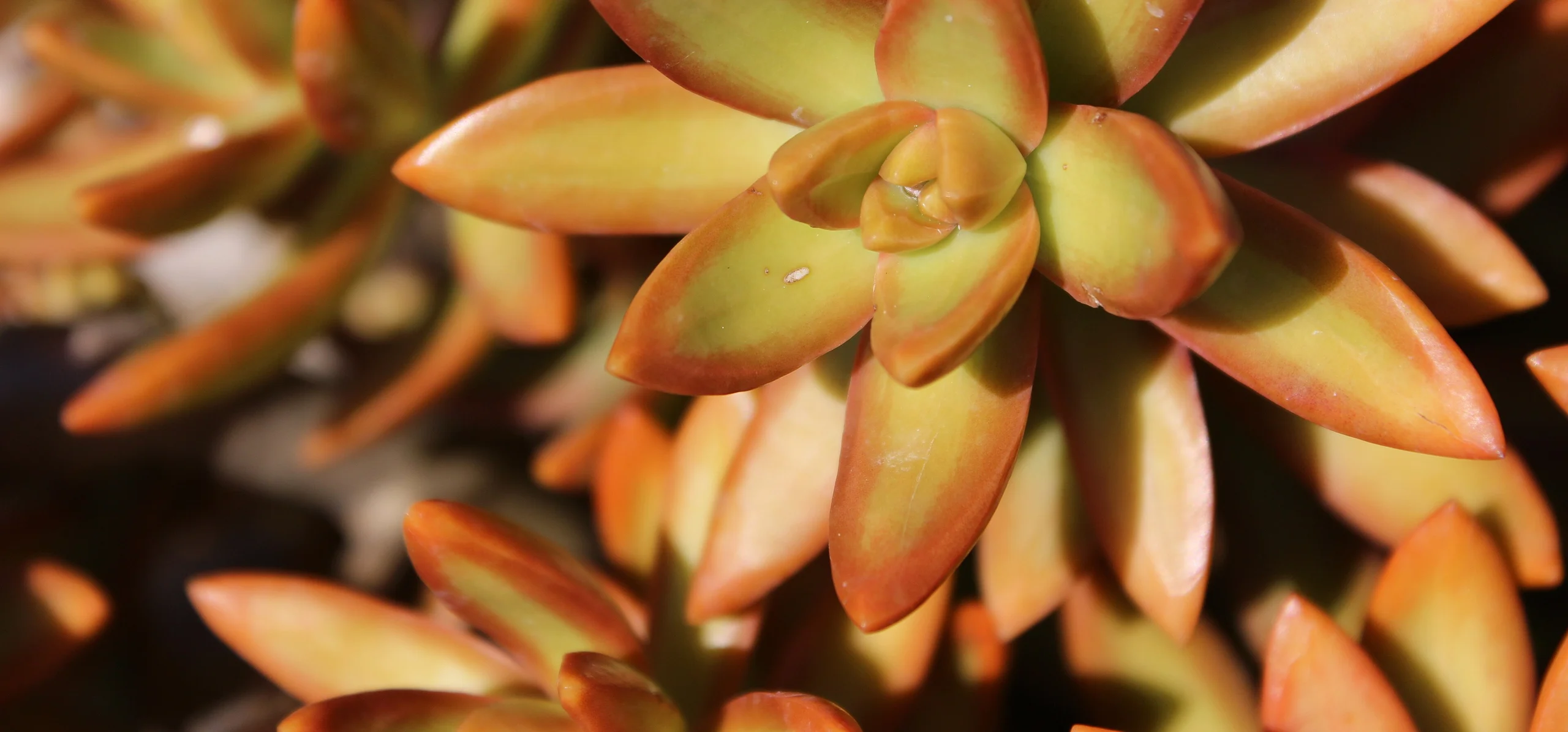Coppertone Sedum