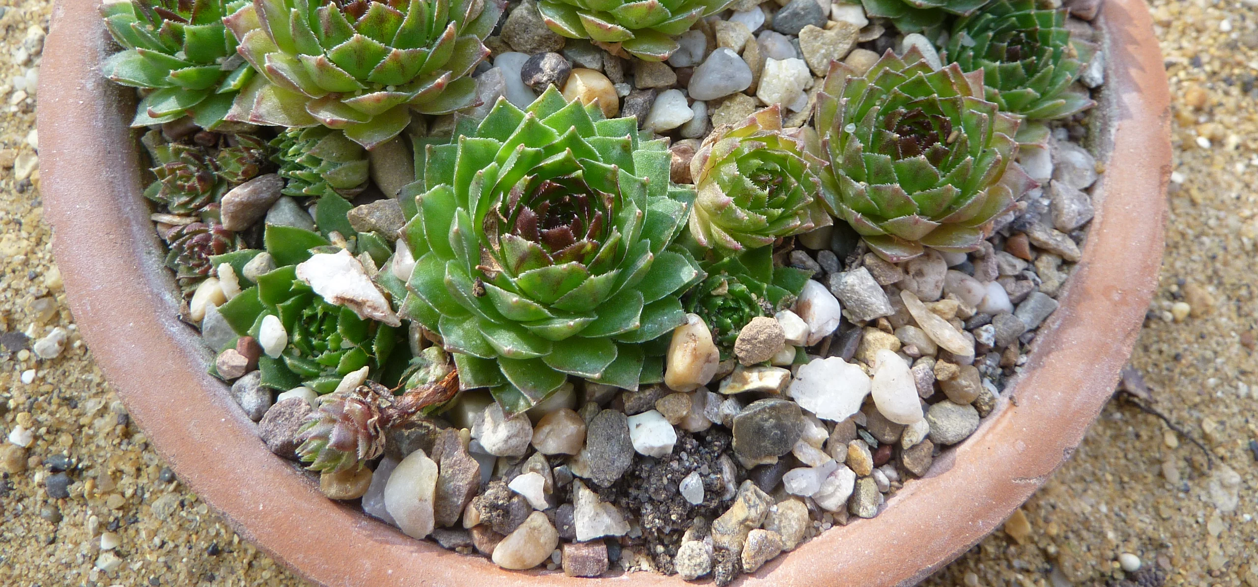 Common Houseleek