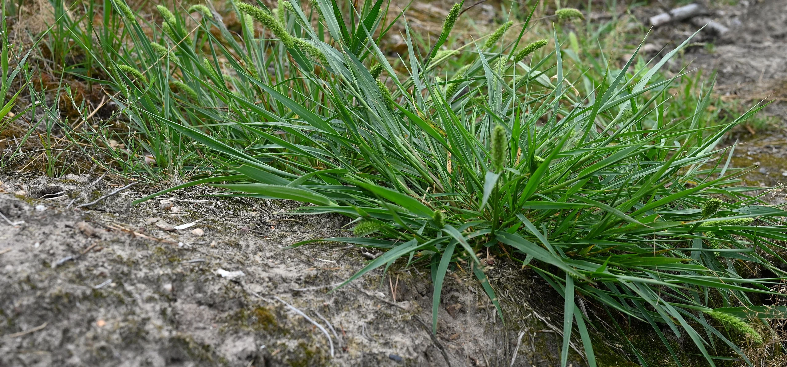Green Foxtail