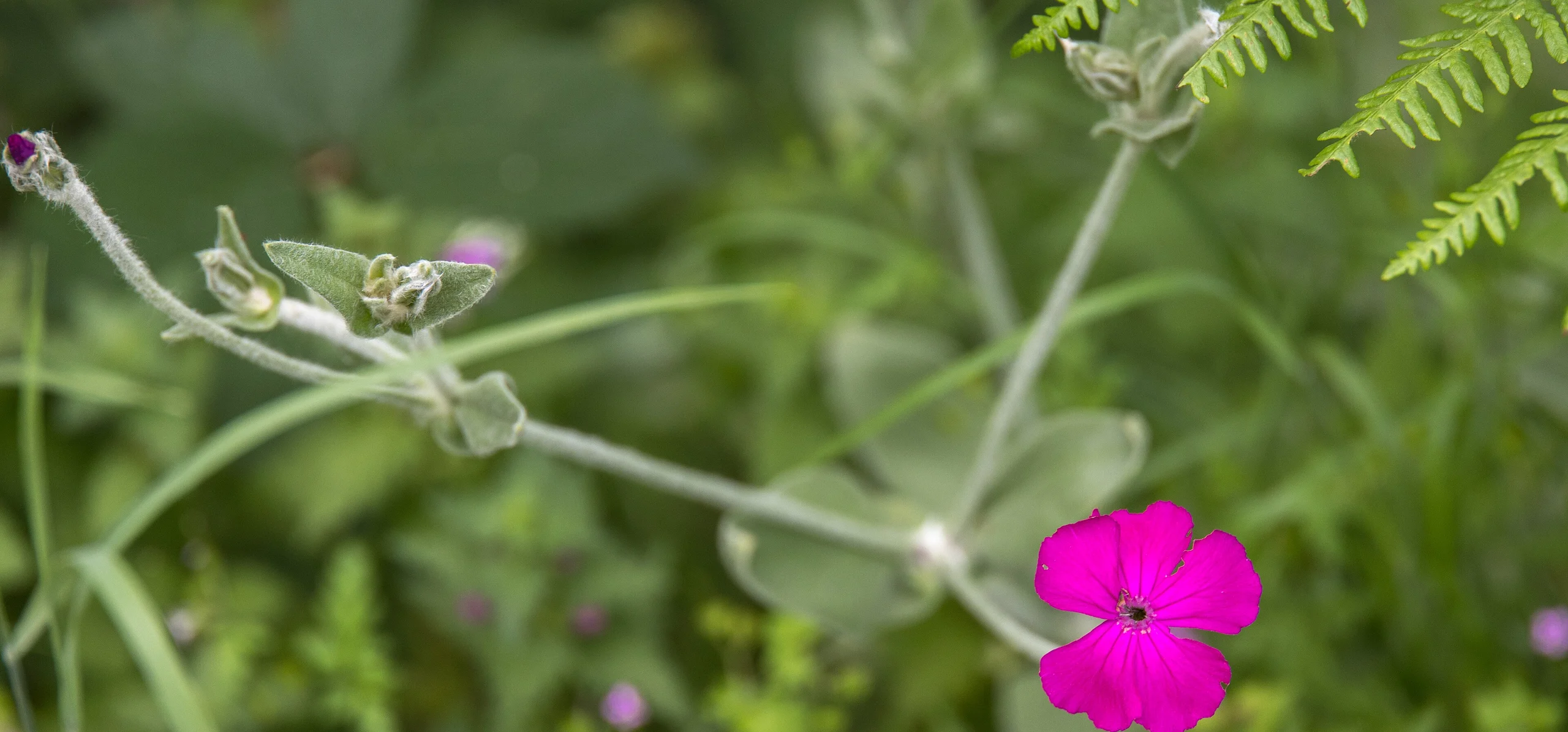 Rose Campion