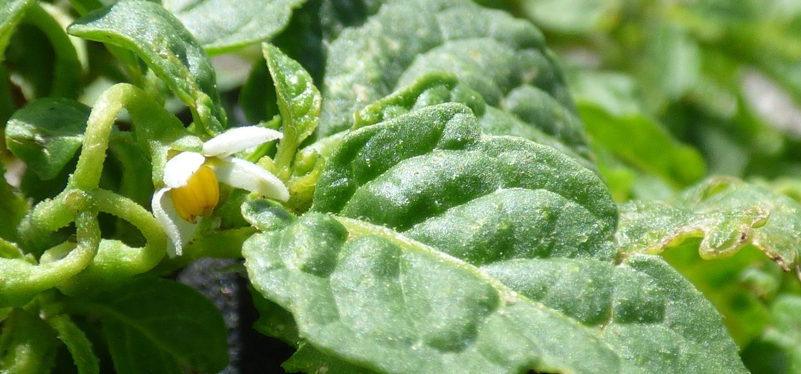 American Black Nightshade