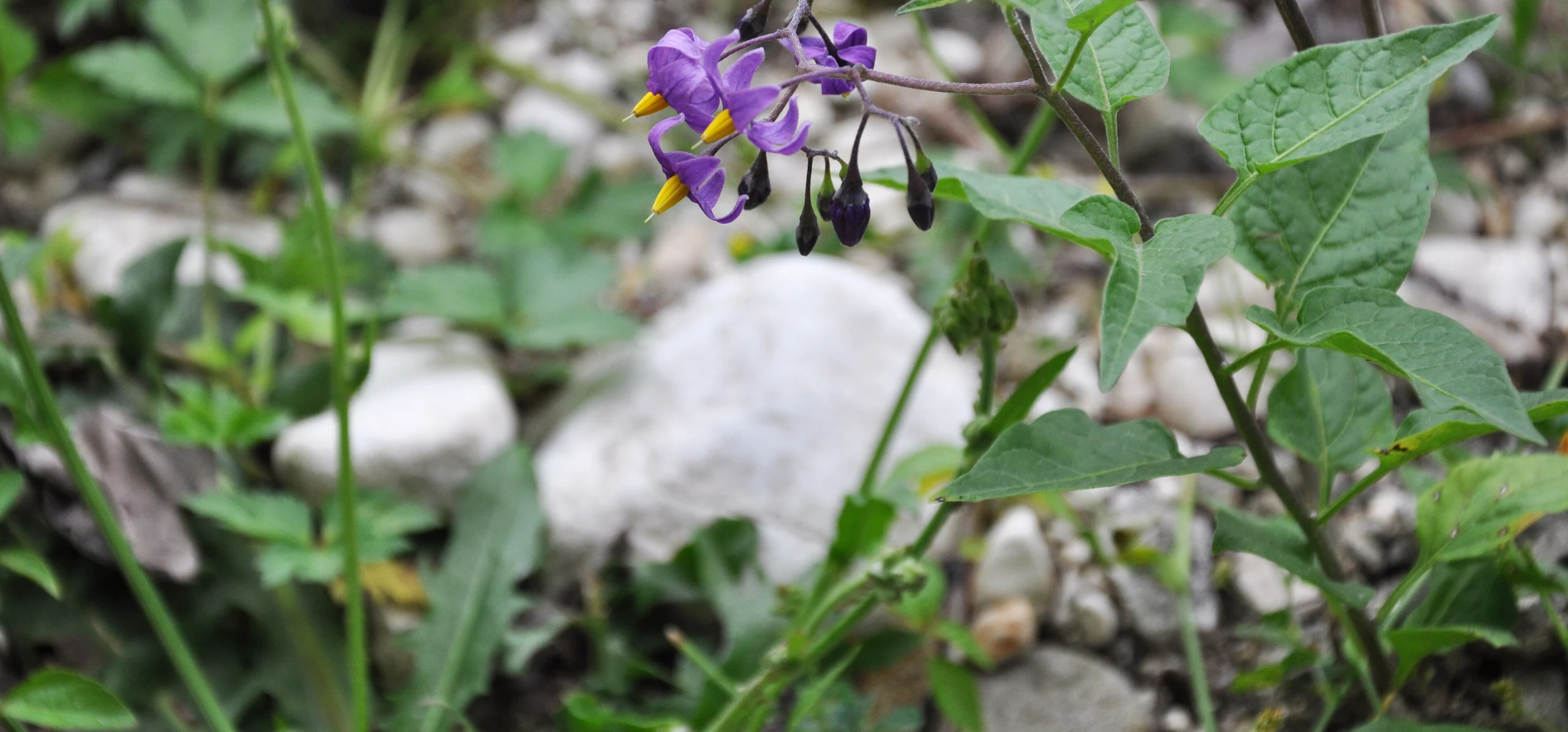 Bittersweet Nightshade