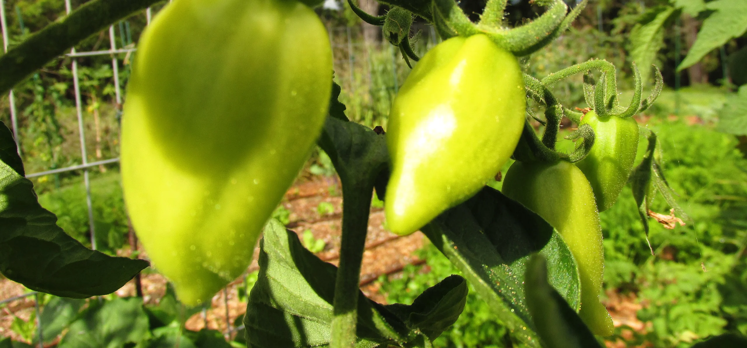 Tomato