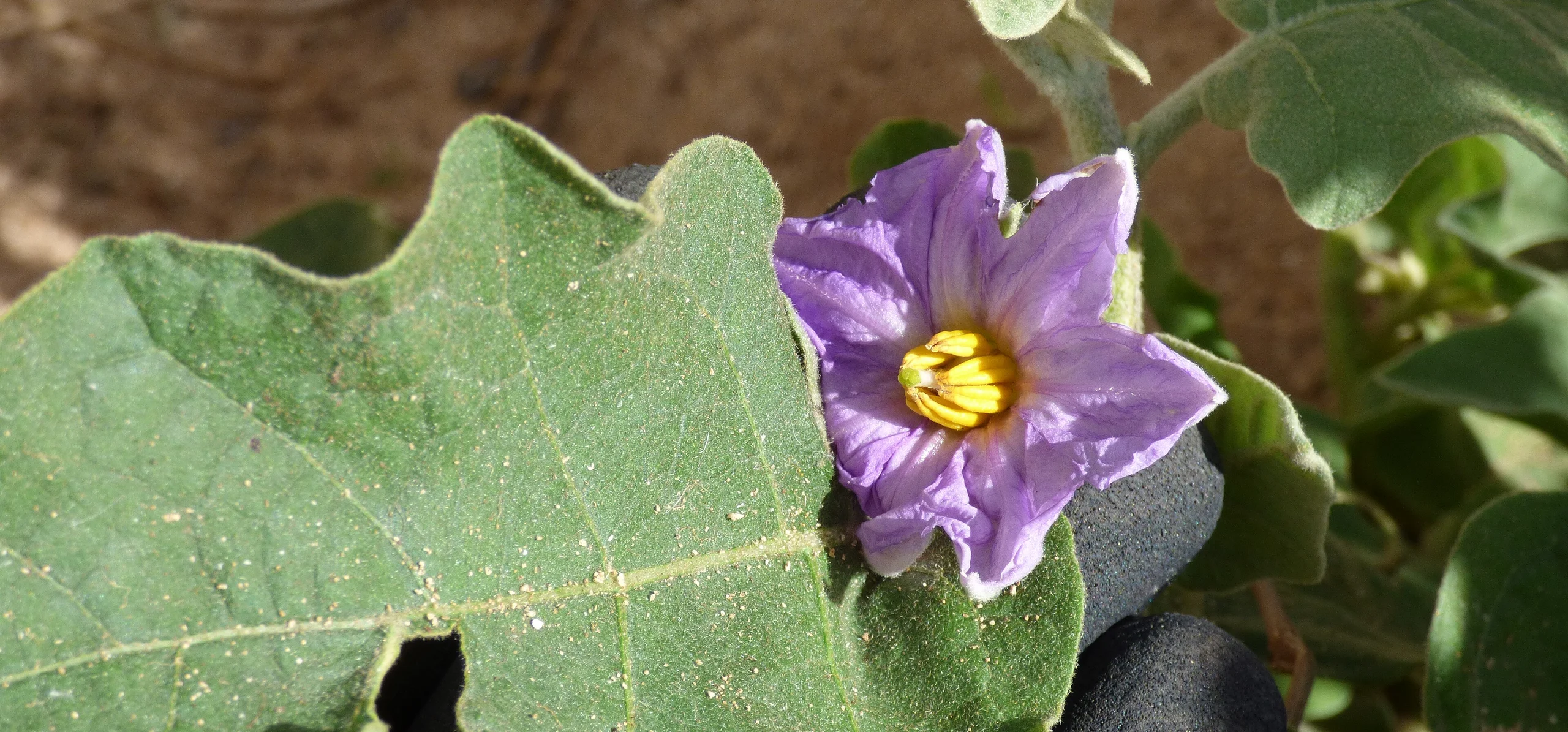 Eggplant